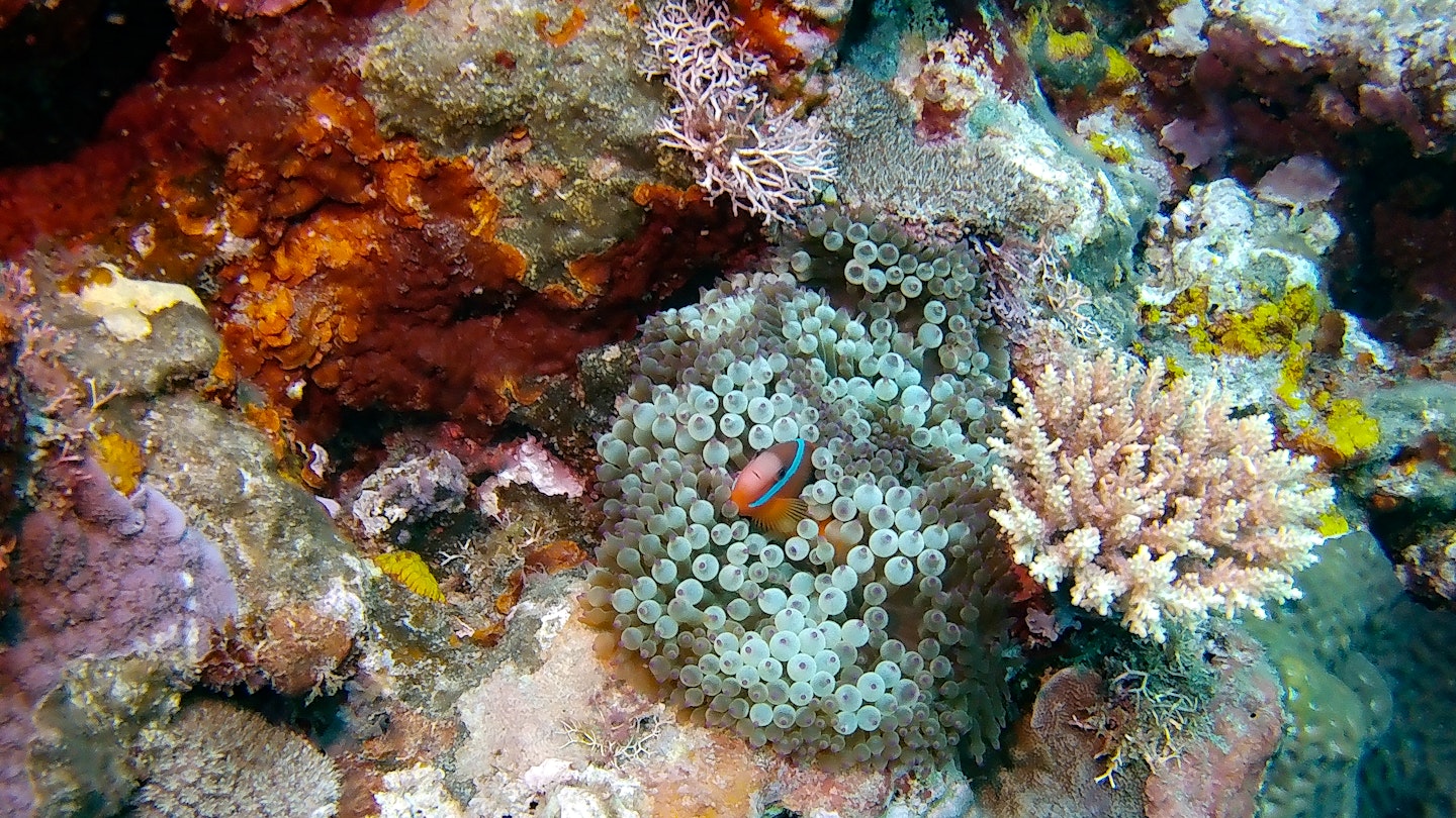 Underwater views near Tanna, Vanuatu