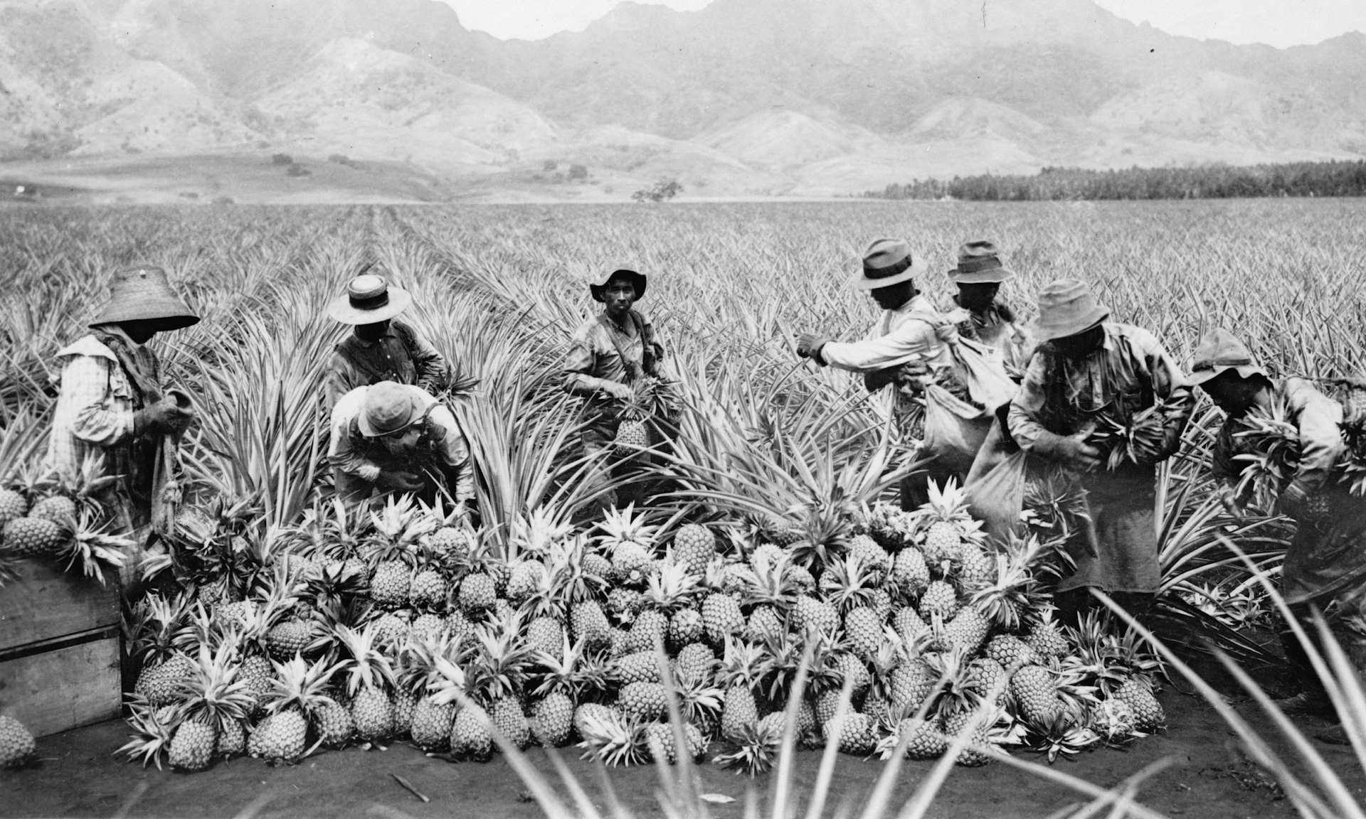 A historical image of workers on a pineapple plantation, Hawaii, USA