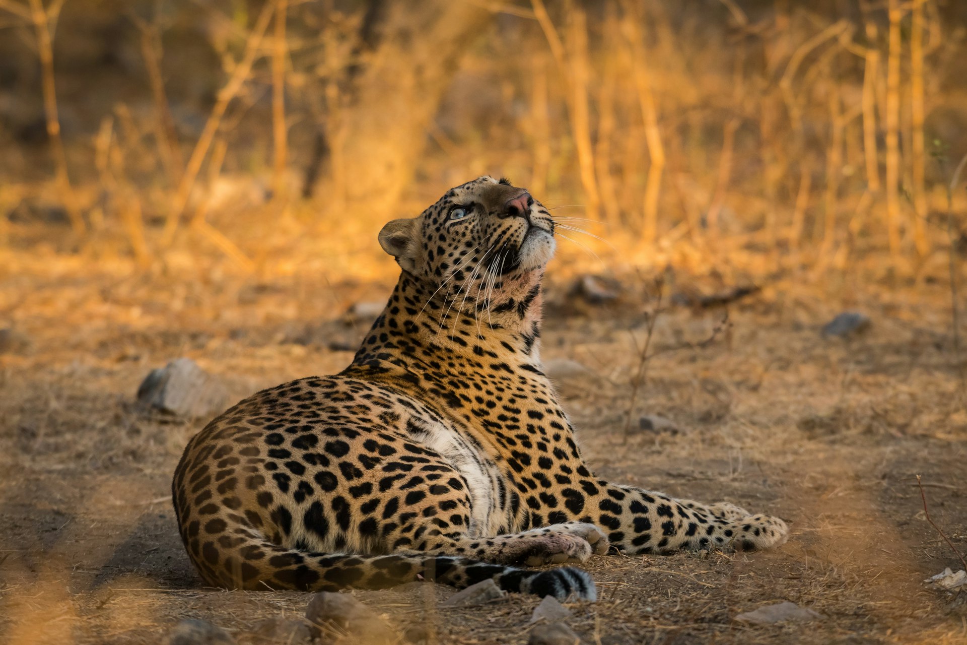 A leopard fixing its gaze on bird, Jhalana Forest Reserve, Jaipur