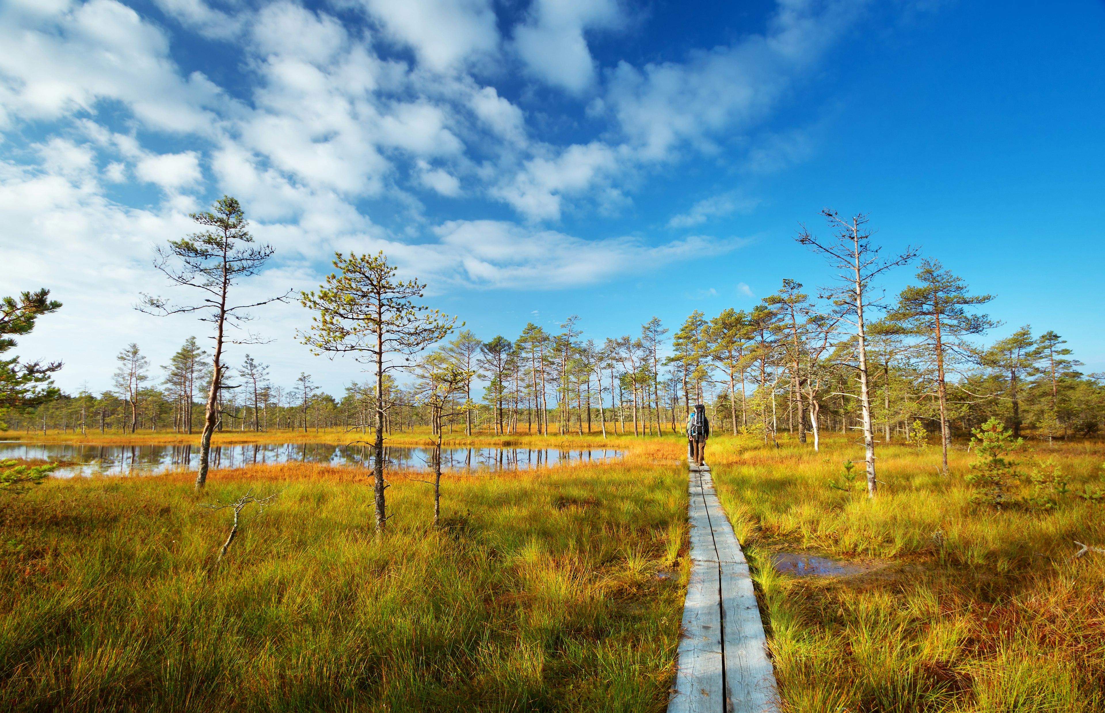 A hiker follows a boardwalk through a wetland and woodland