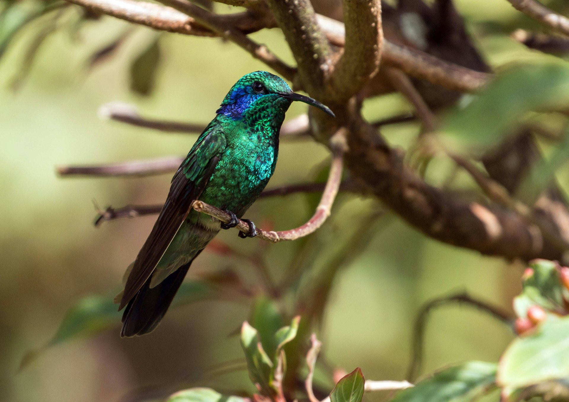 Close-up of colorful green hummingbird with purple ear patch perching on branch in a coffee plantation near Boquete,