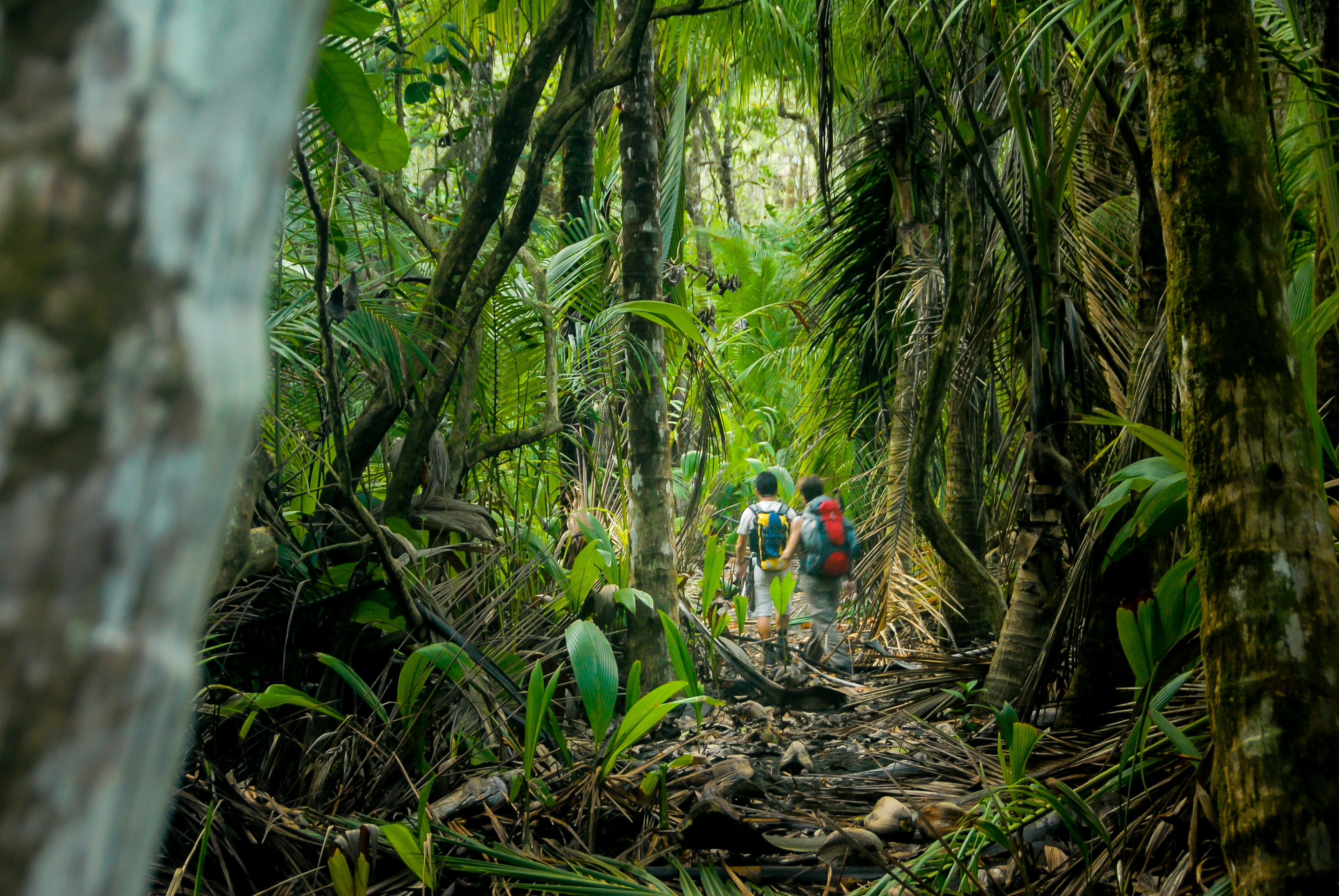 Two hikers make their way through the thick jungle of Corcovado National Park.