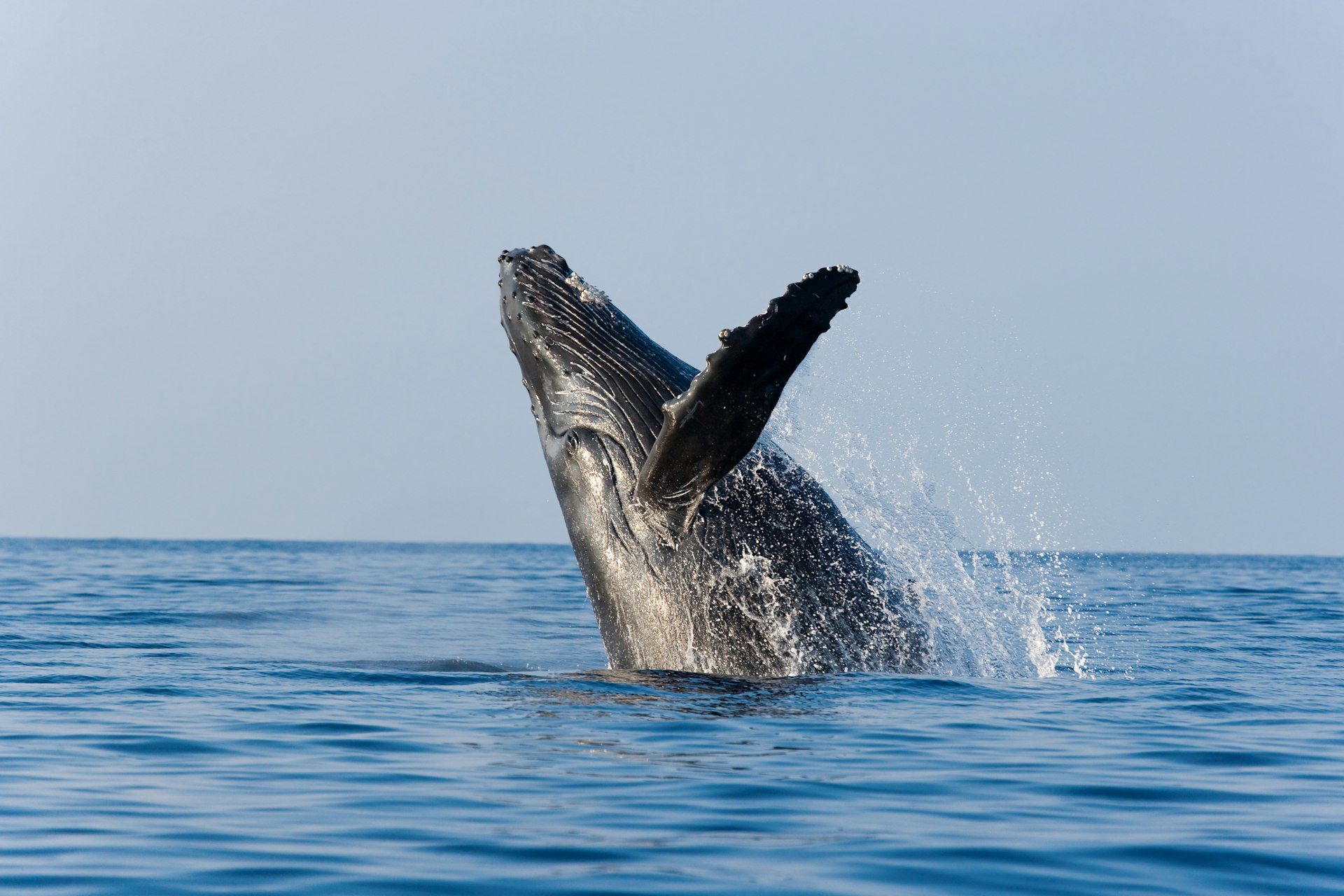 A massive humpback whale breaches in the sunlight