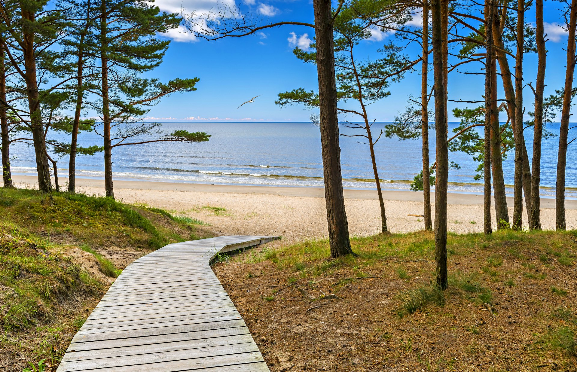 A boardwalk leads through woodland down to a sandy beach