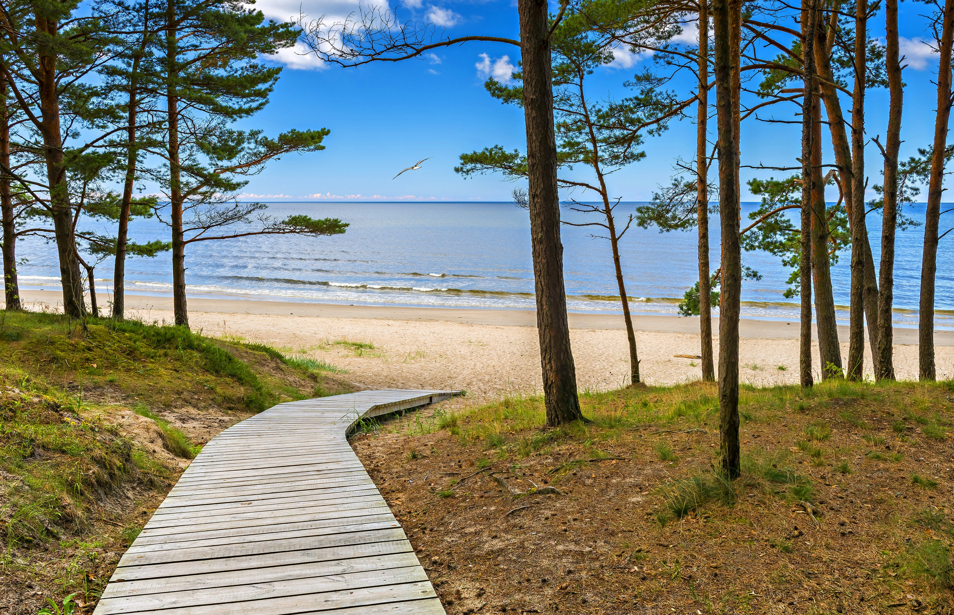 A boardwalk leads through woodland down to a sandy beach