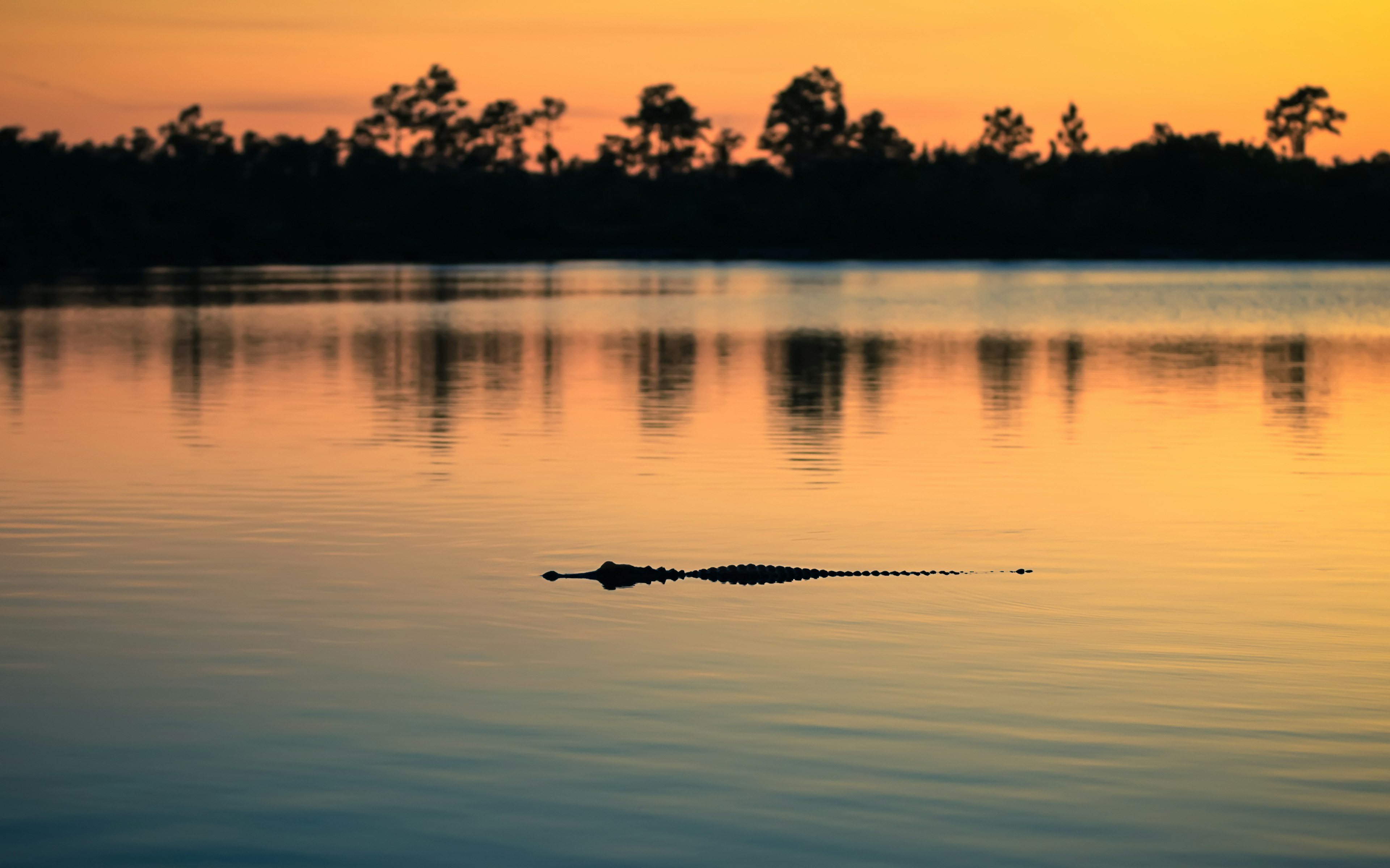 The outline of an alligator in the marshy waters in the Everglades in Florida