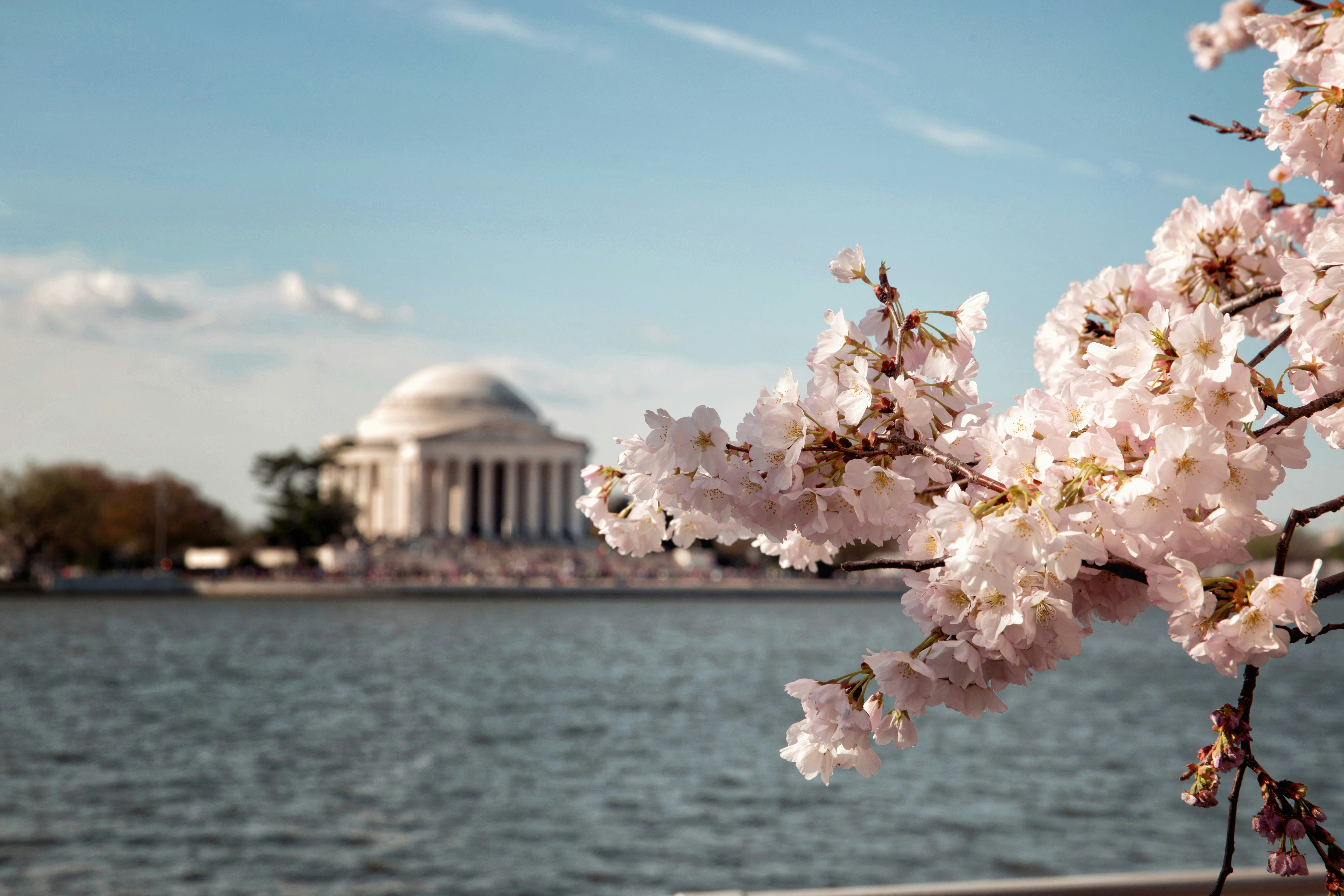 Cherry blossoms blooming in Washington DC