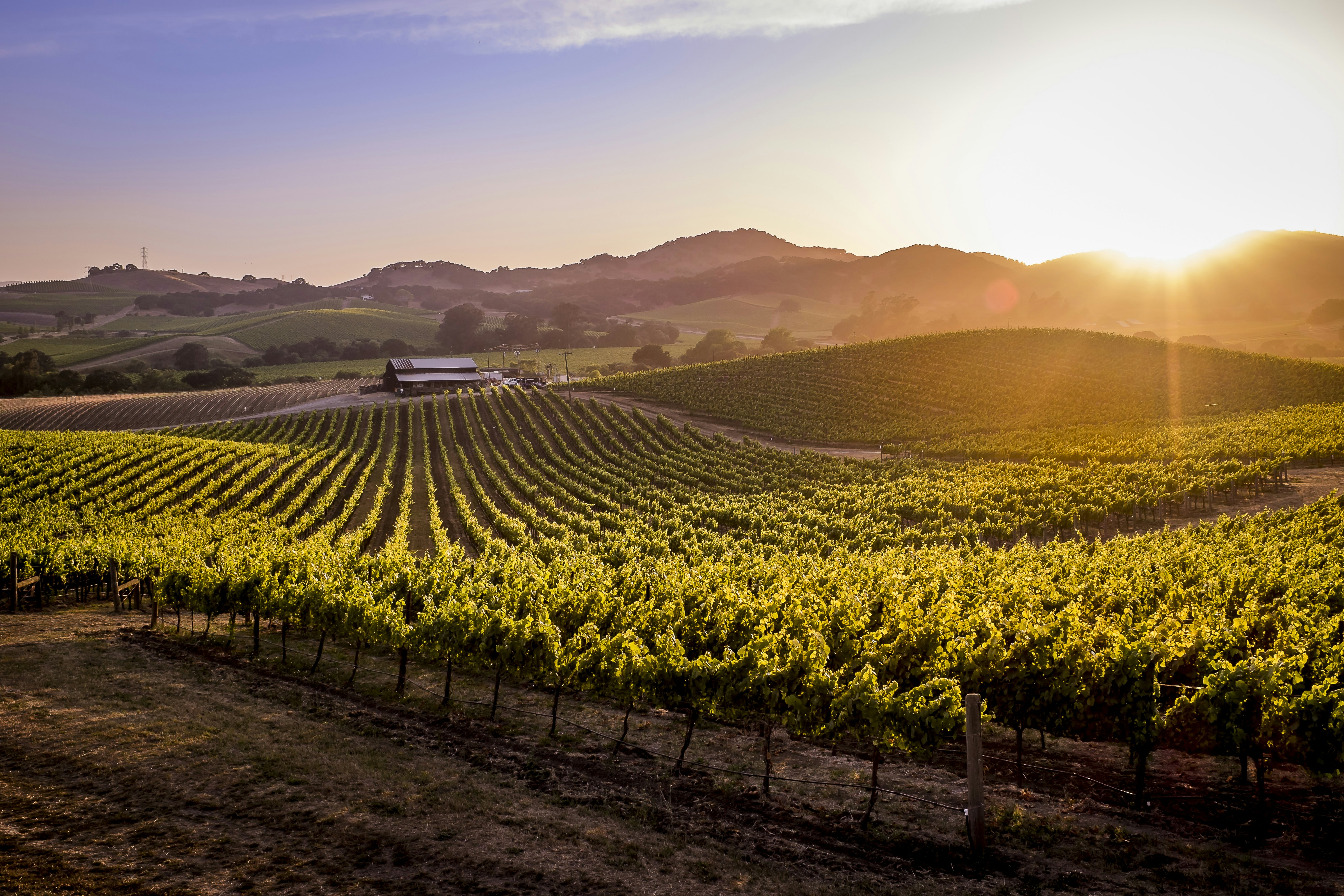 Vineyard in Napa Valley, California