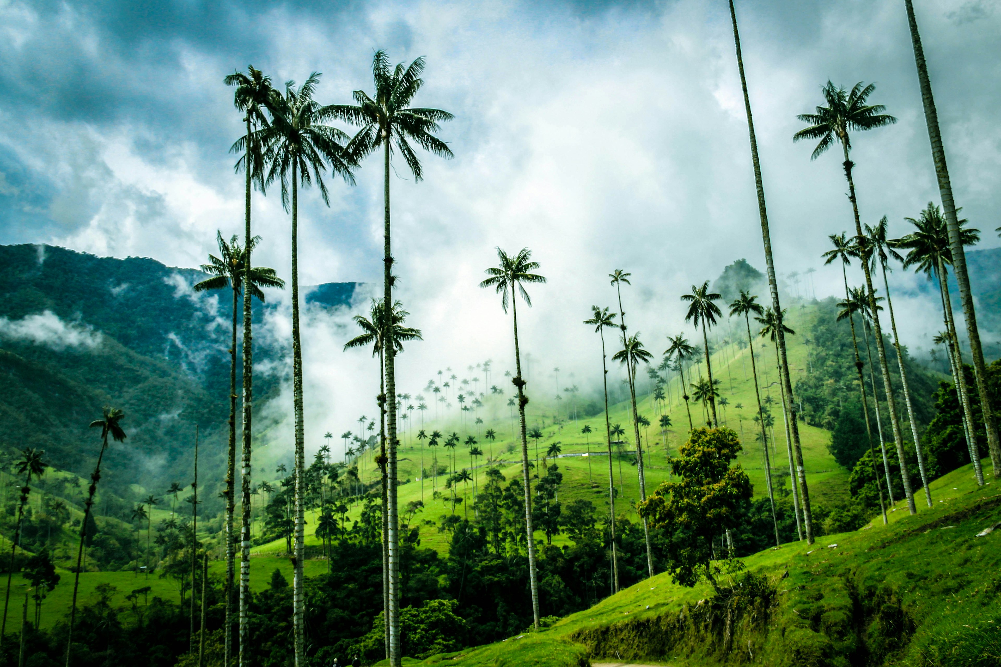 Exceedingly tall palm trees stand in a green valley