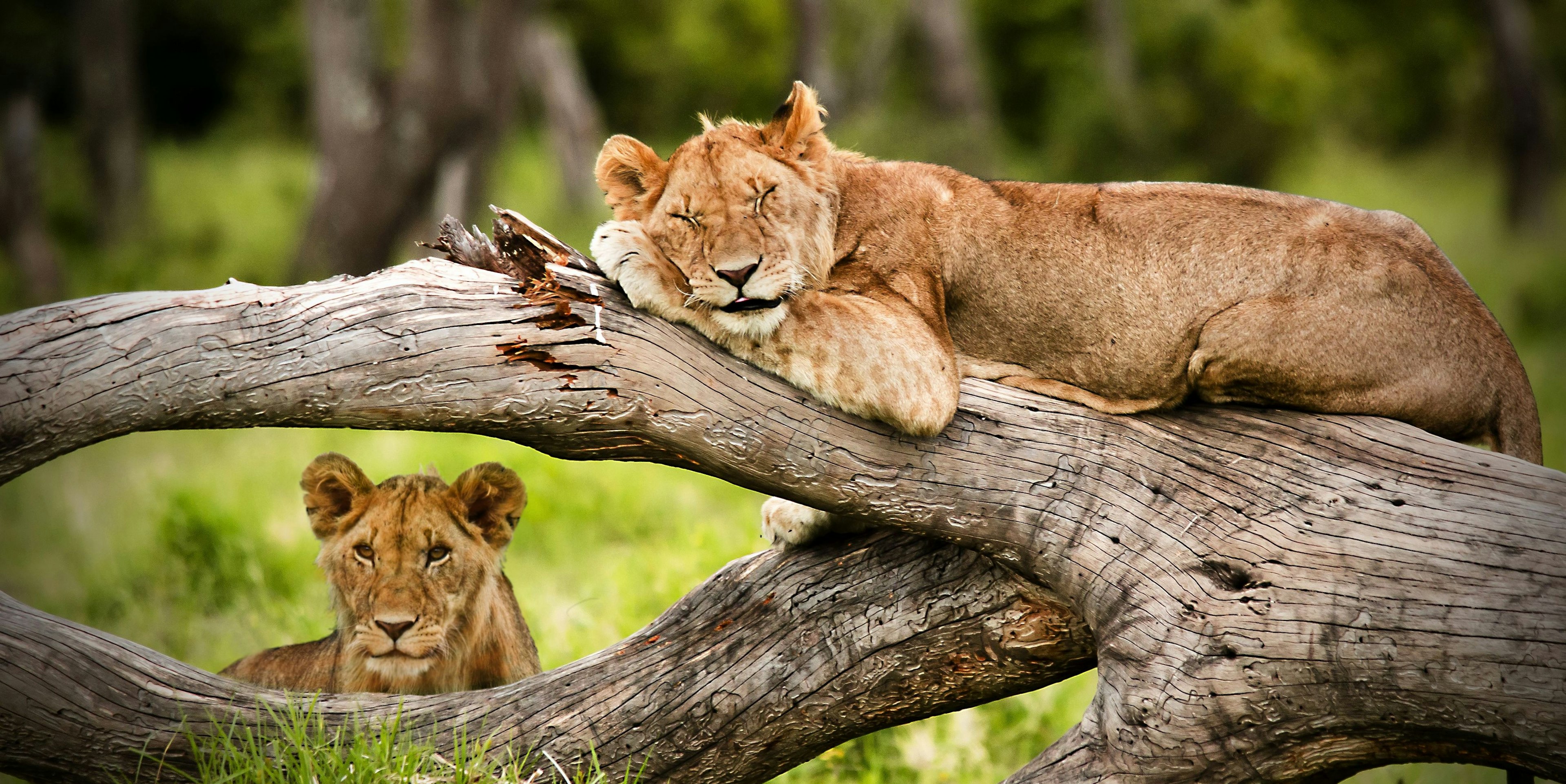 Young lions at Kenya's Maasai Mara National Reserve