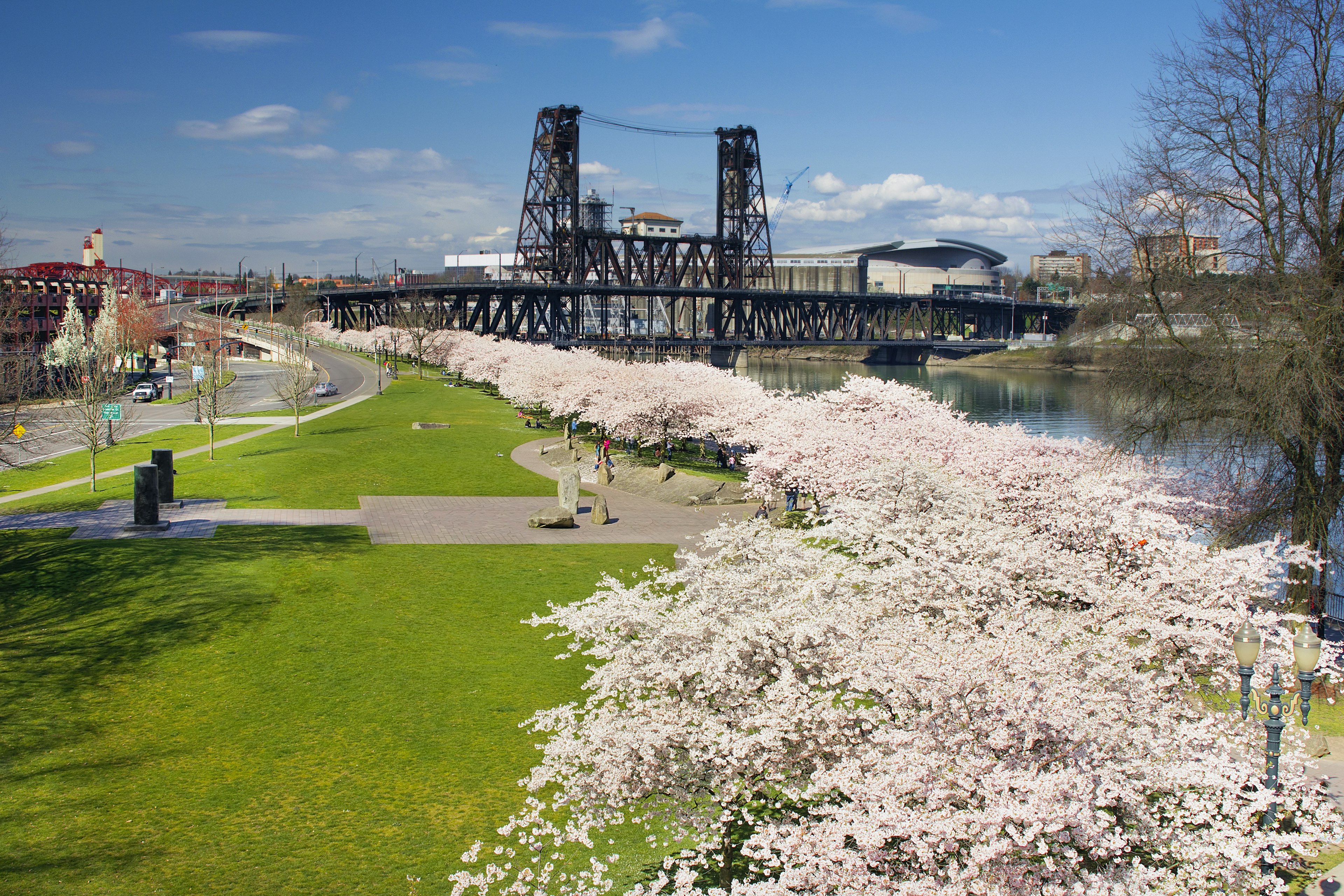 Cherry Blossoms at Portland Oregon Waterfront in Spring