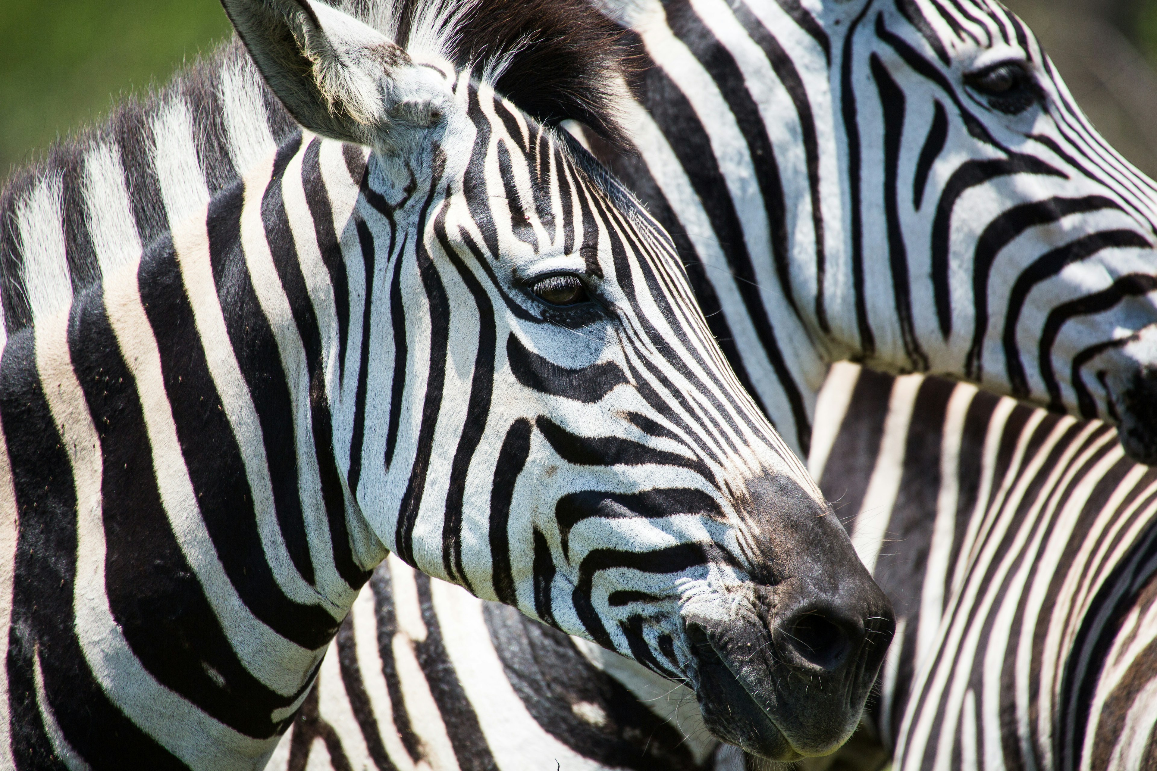 Zebras gather close together