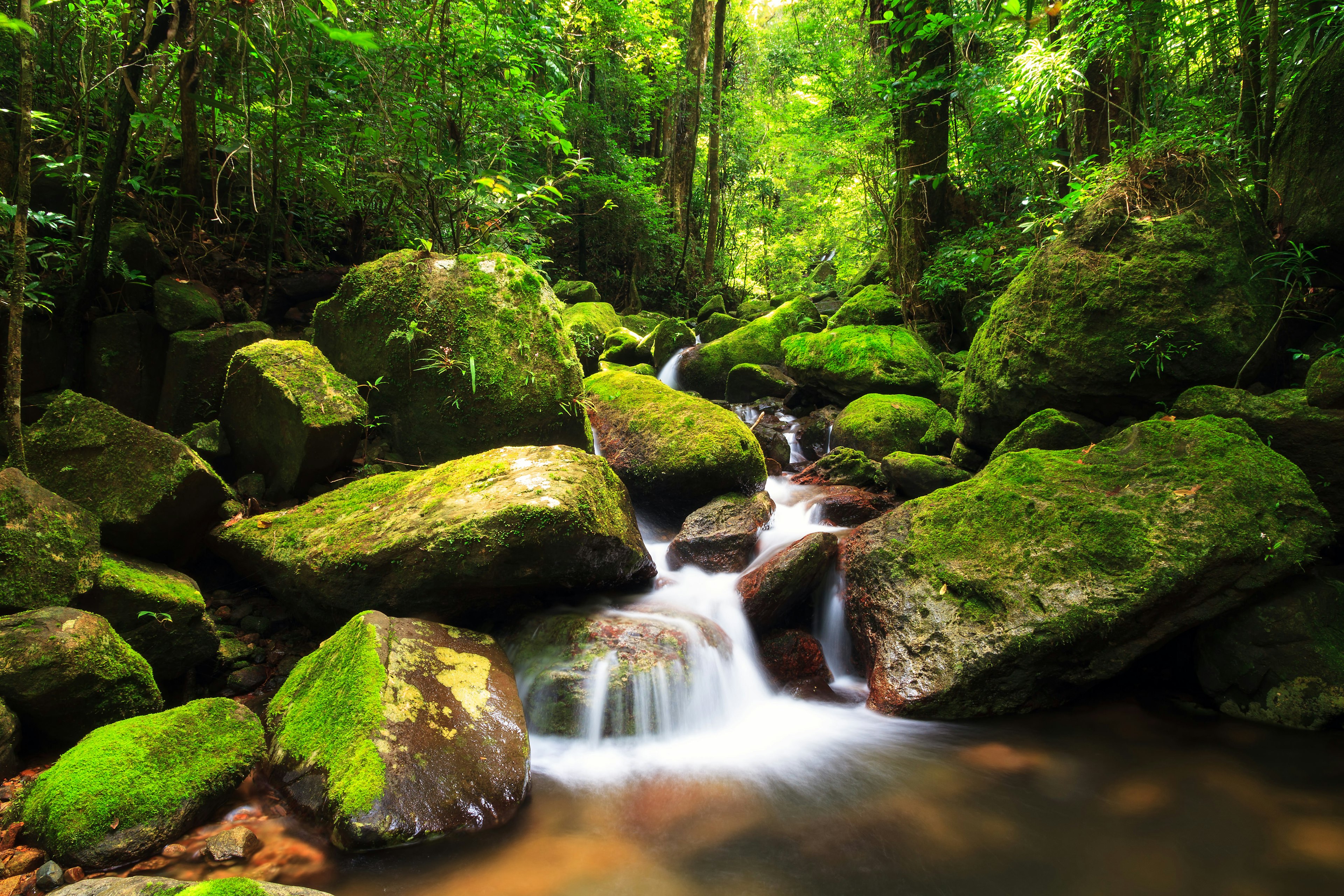 500px Photo ID: 63762459 - One of the few true jungles left on Madagascar, the Masoala peninsula. Truly amazing primary forest with, like everywhere on Madagascar, a very unique biodiversity (and a lot of slippery stones ;) )