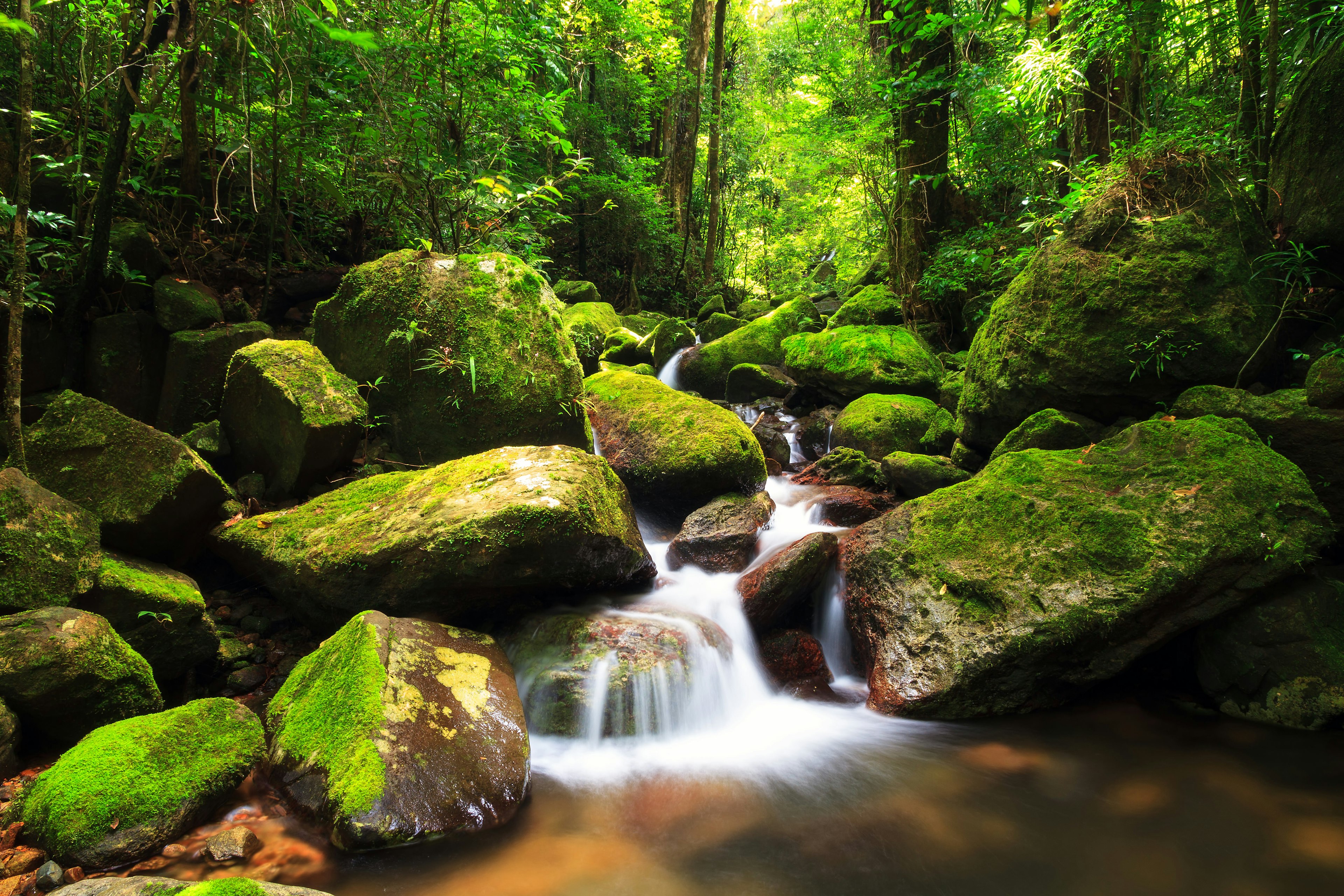 500px Photo ID: 63762459 - One of the few true jungles left on Madagascar, the Masoala peninsula. Truly amazing primary forest with, like everywhere on Madagascar, a very unique biodiversity (and a lot of slippery stones  ;) )