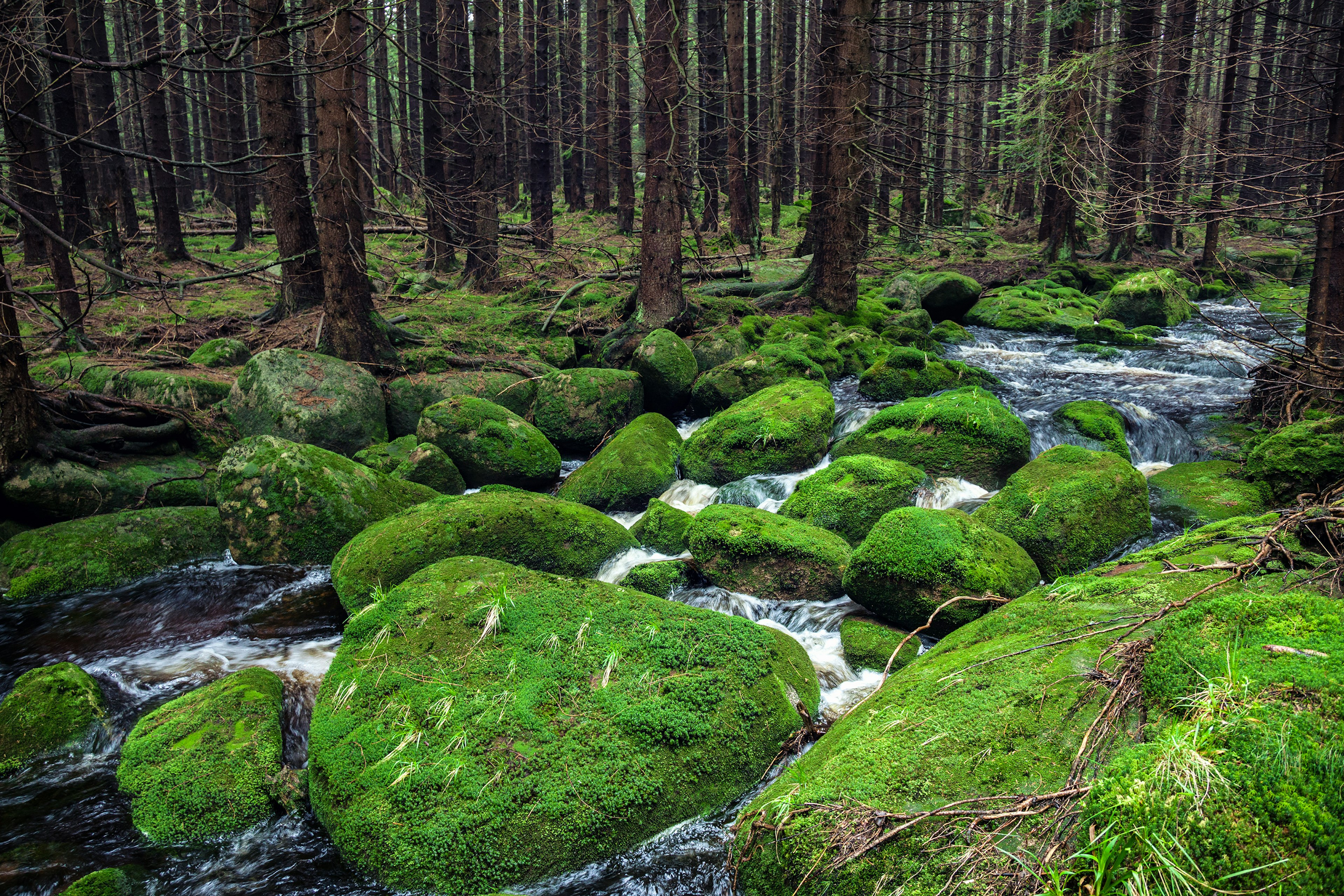 Mossy rocks in a river in the forest in Harz National Park, Germany