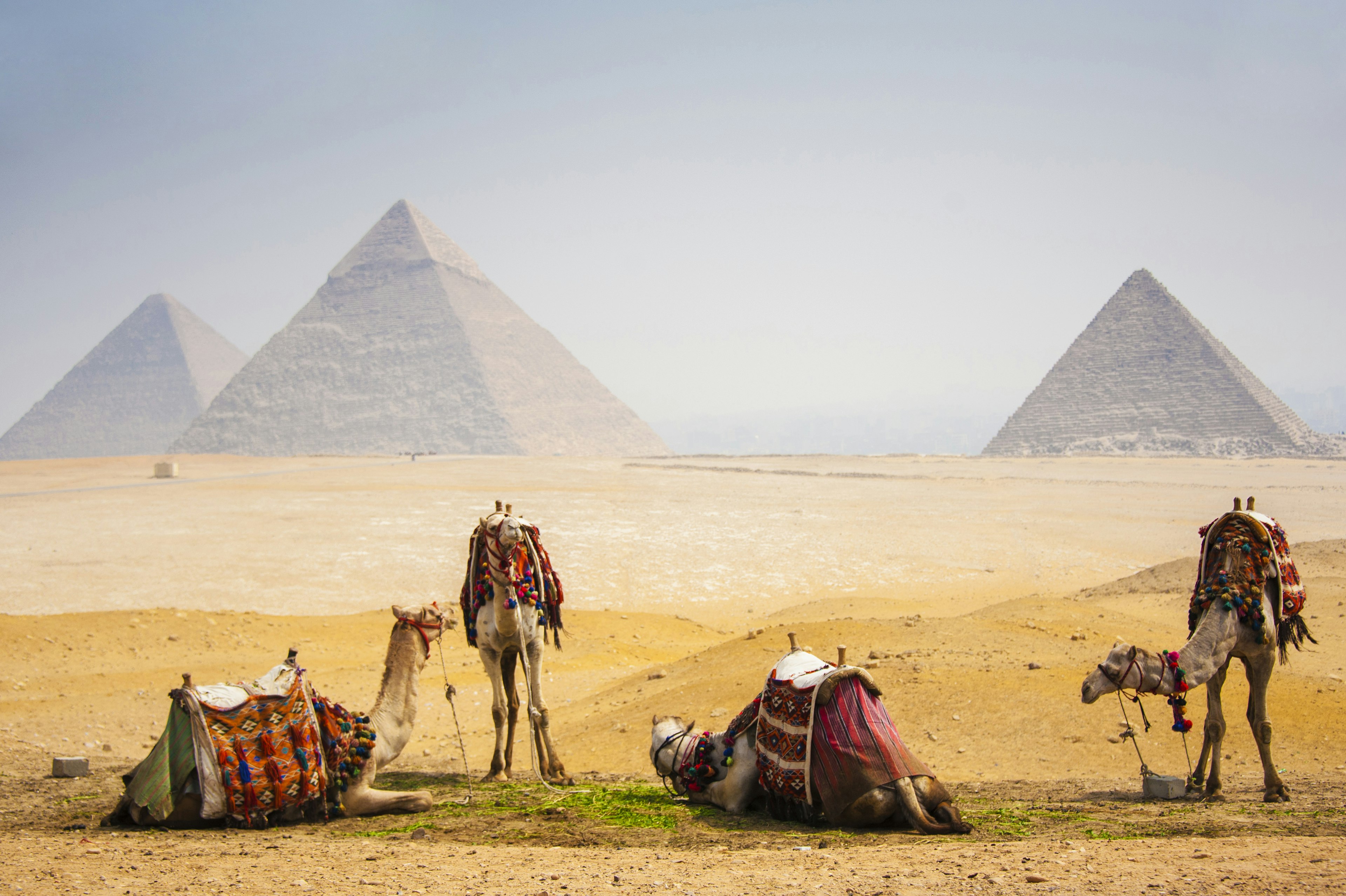 Camels stand in front of the iconic pyramids in the desert