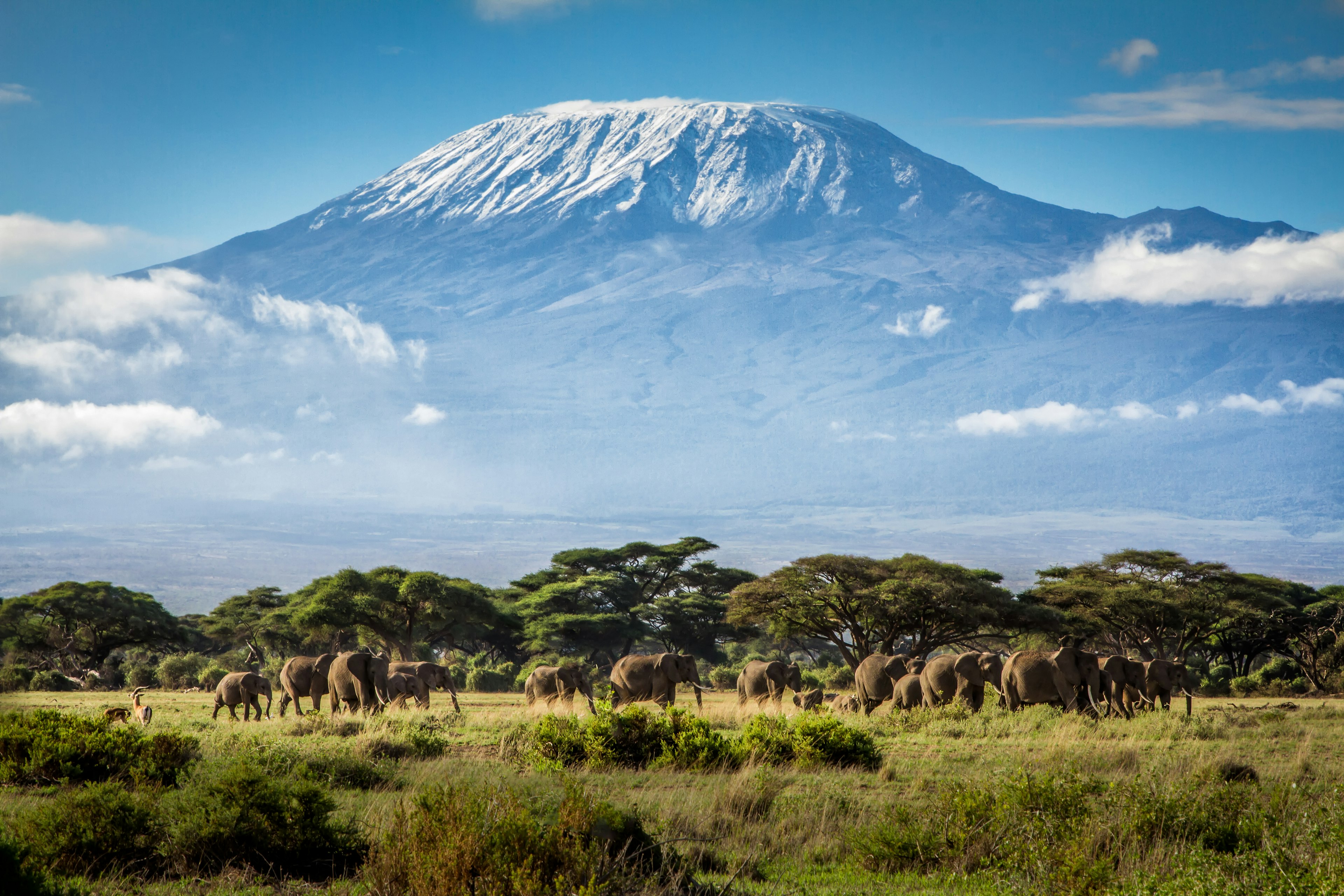 Elephants pass in front of a vast snow-capped mountain, Kilimanjaro