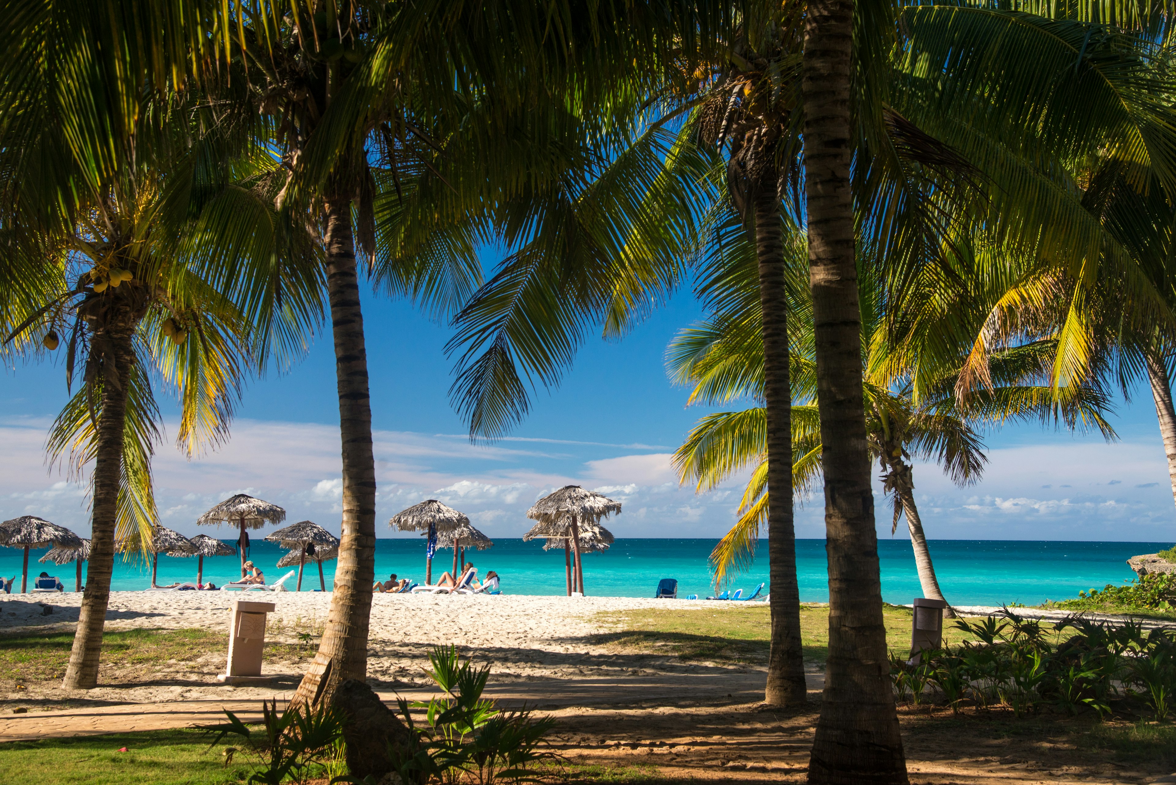 A beach scene with palm trees and umbrellas