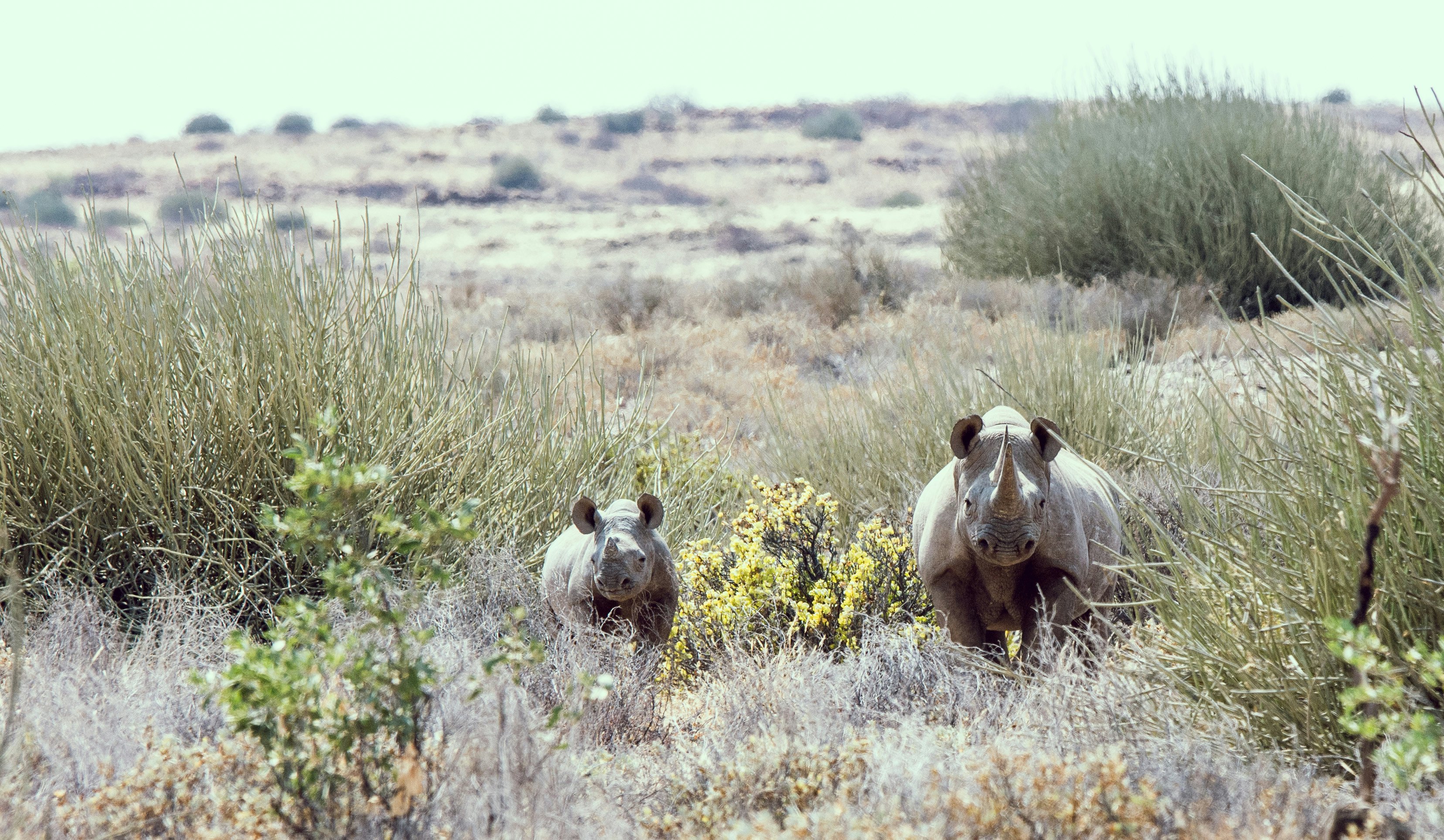 Two rhinos standing in grassland in Etosha National Park in Namibia.