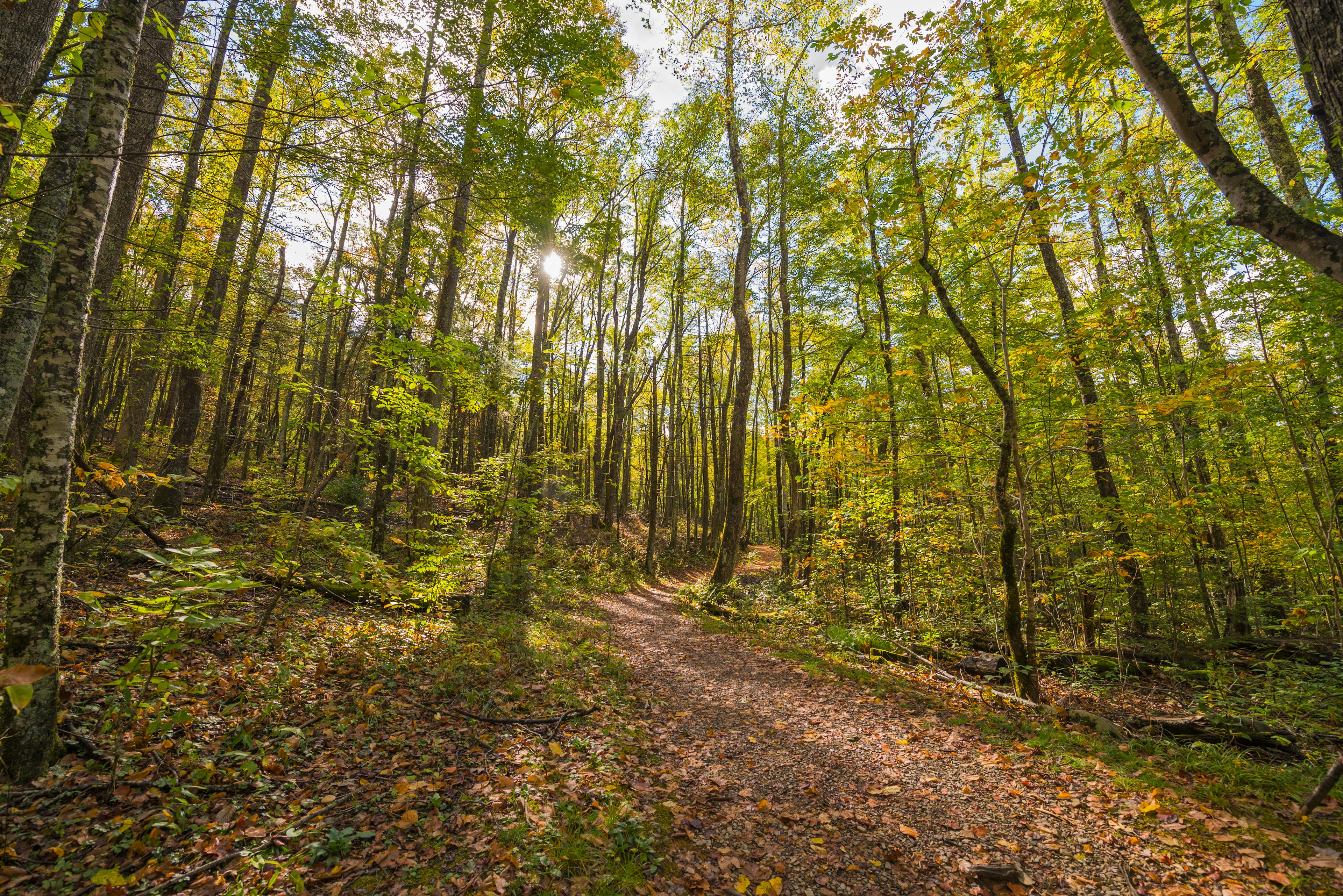 Fall Color in the Great Smoky Mountains National Park.