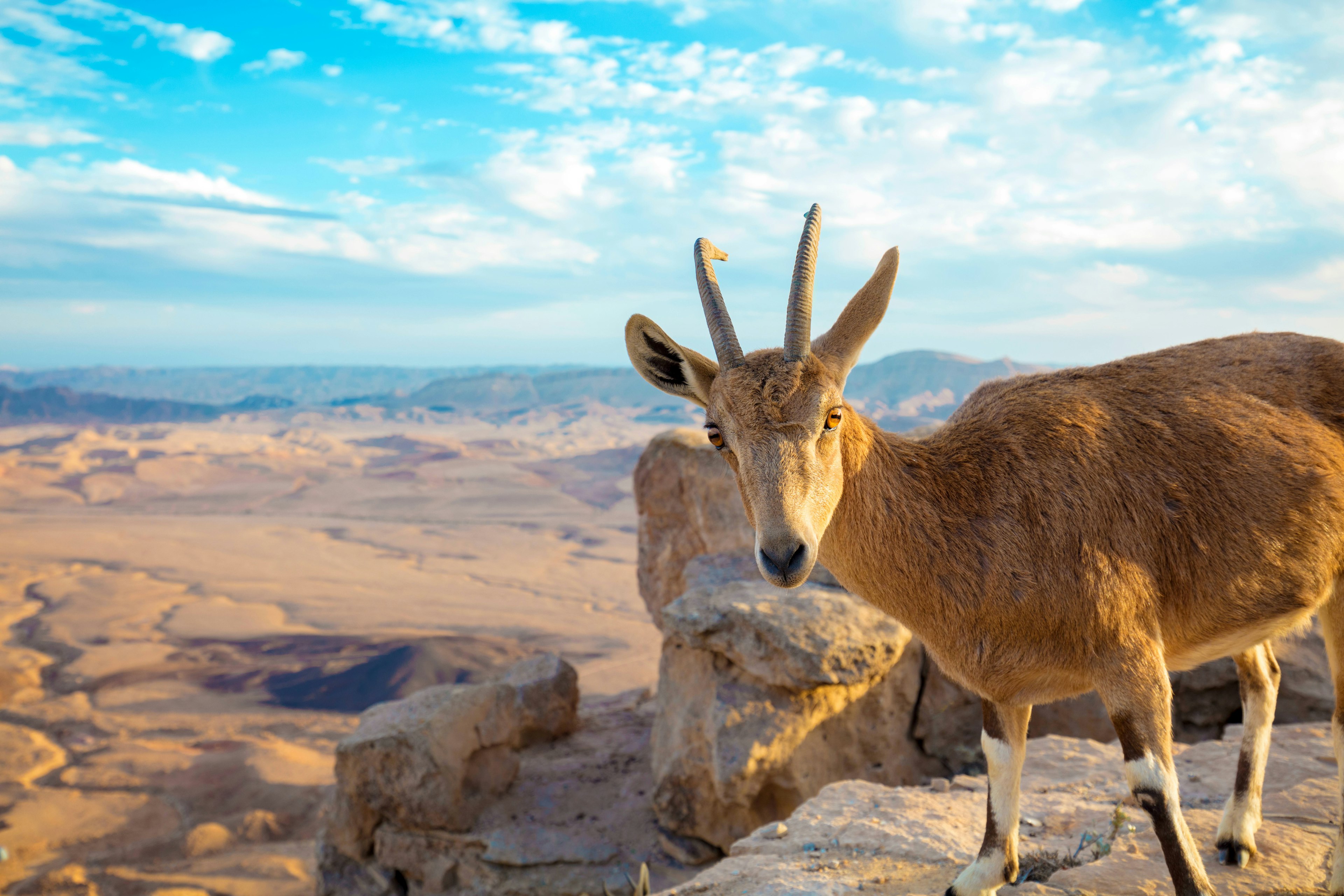 A Nubian ibex on the edge of Makhtesh Ramon Crater in Negev desert, Israel