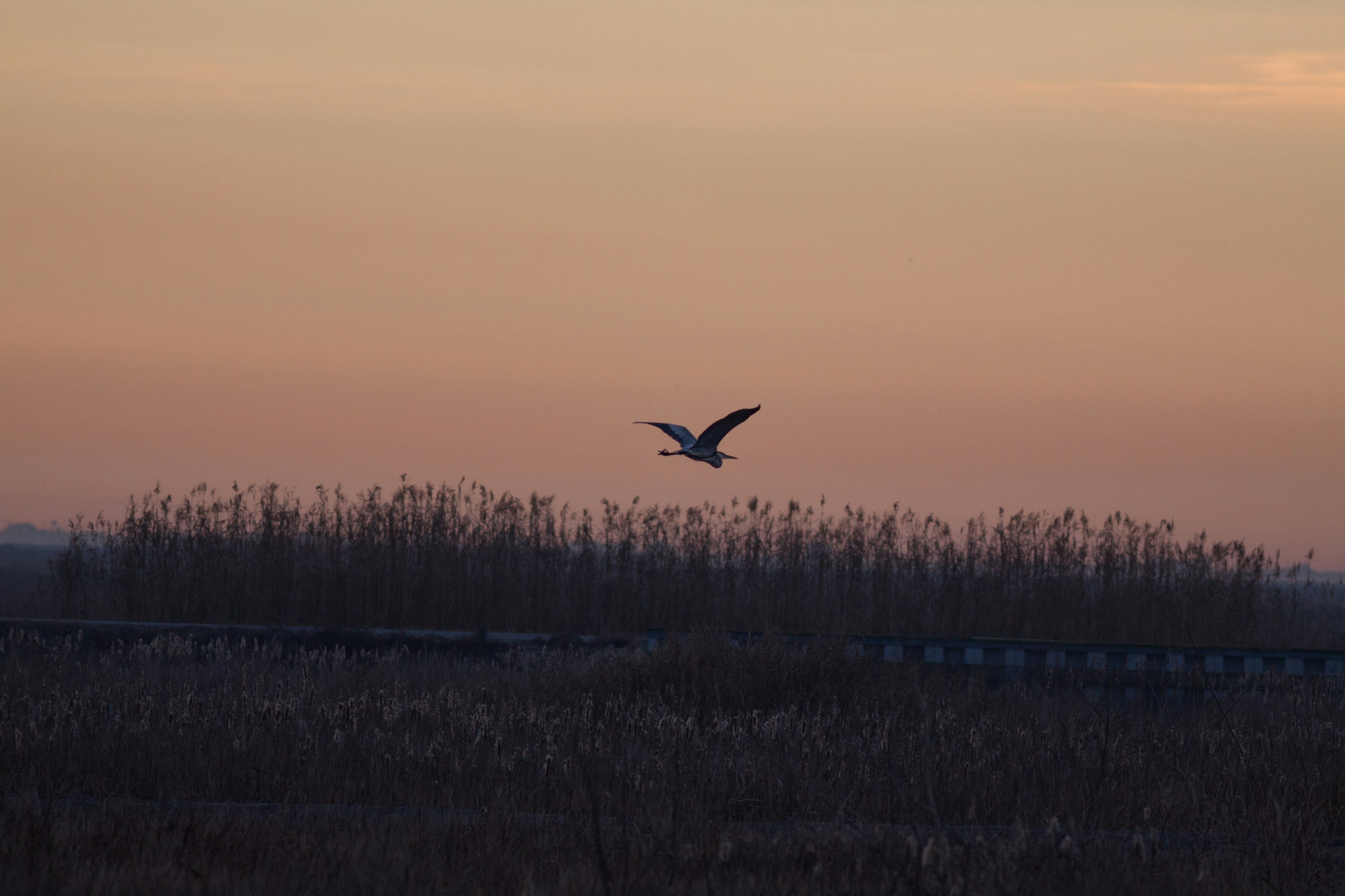 Sunrise at Anahuac National Wildlife Refuge