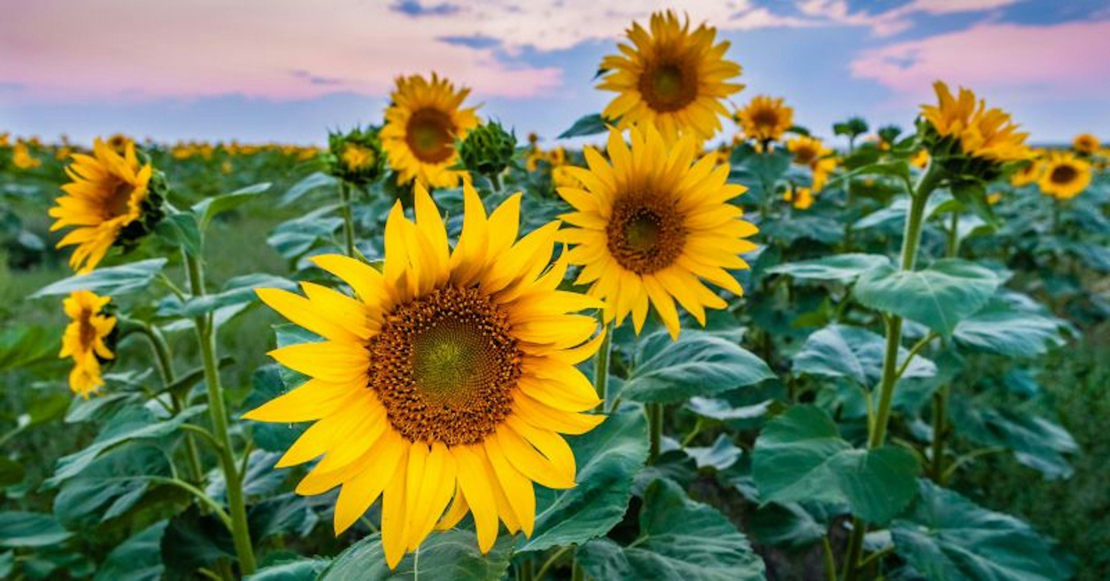 A field of sunflowers in North Dakota