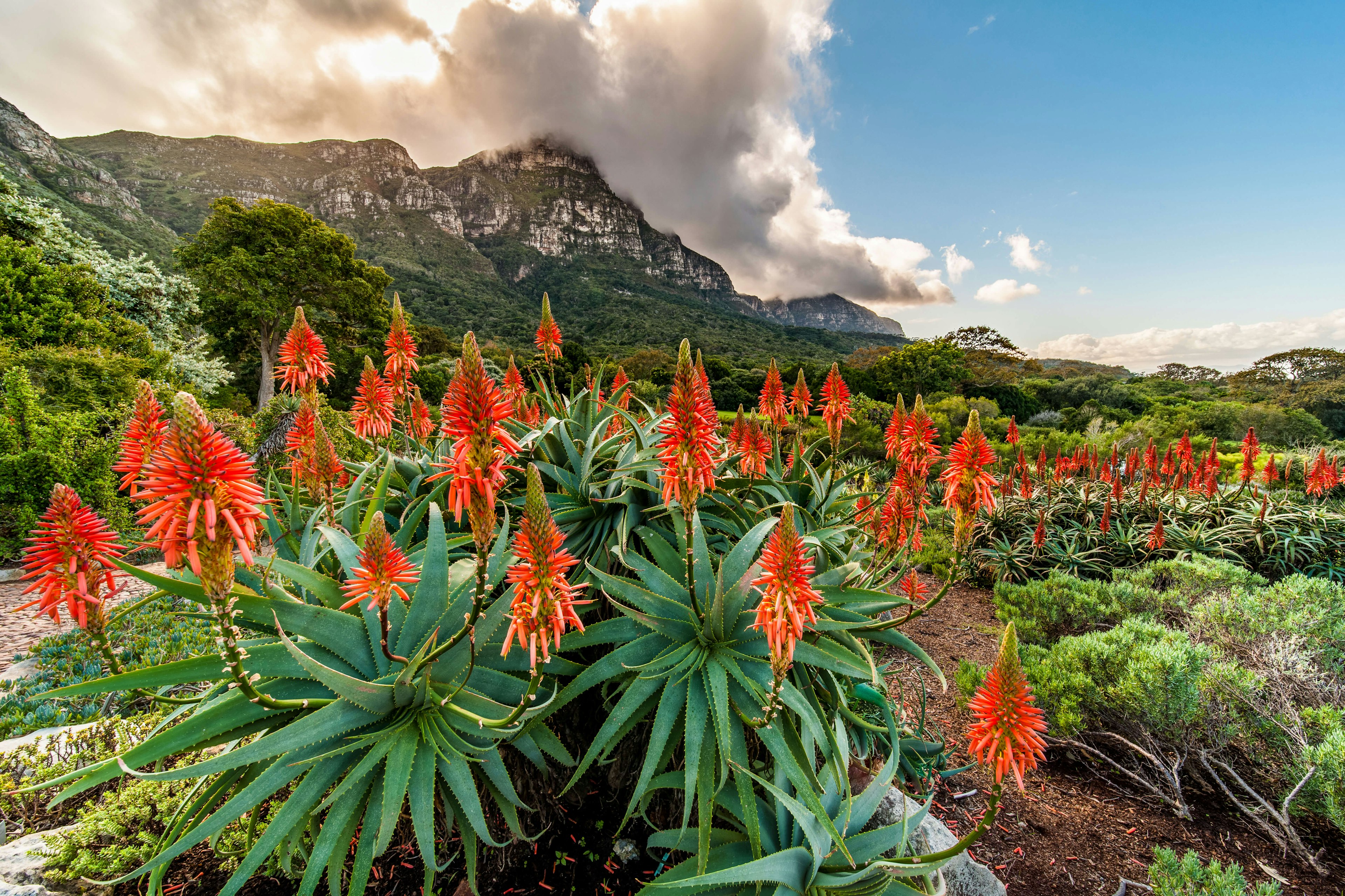 Flowering aloes in Kirstenbosch Gardens, Cape Town