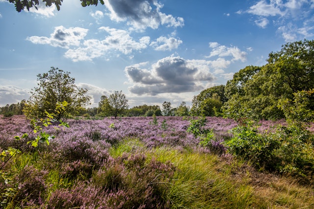 Green countryside and purple heather flowers in Hoge Kempen National Park near the town of Maasmechelen