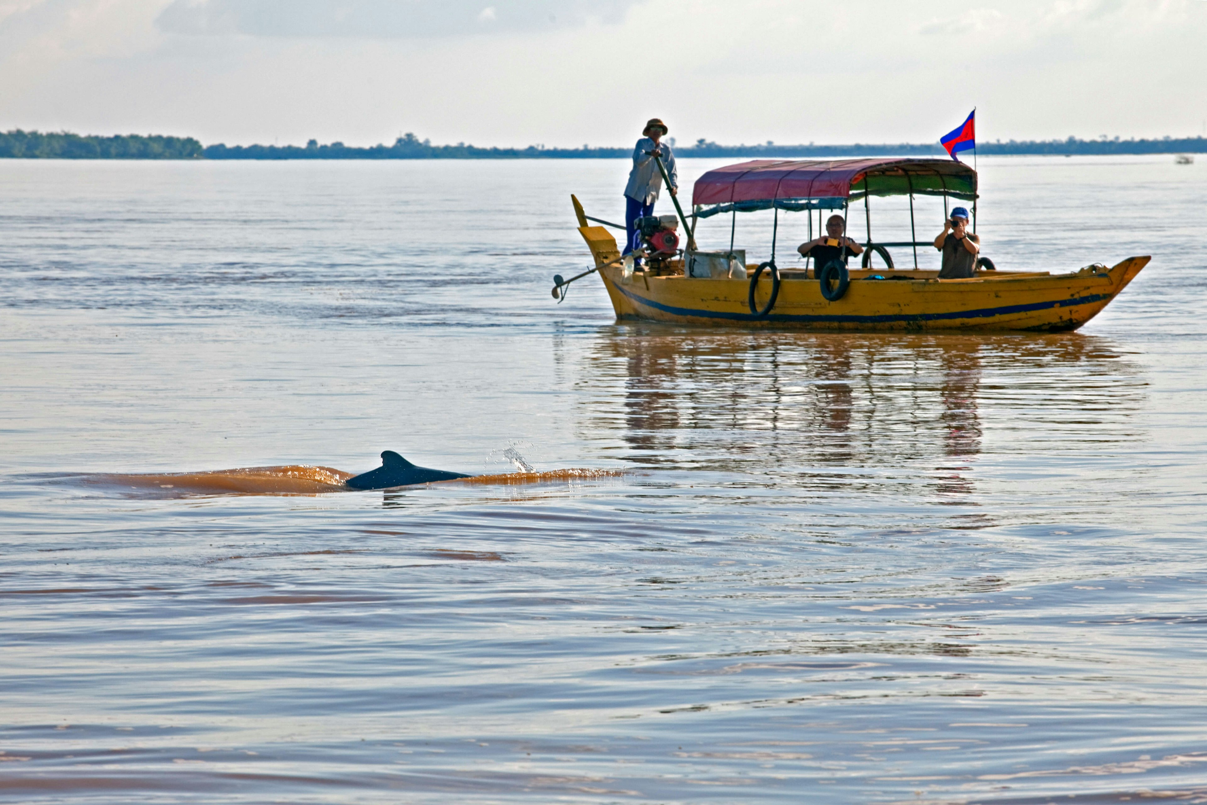 Fresh water dolphins surrounding a small boat