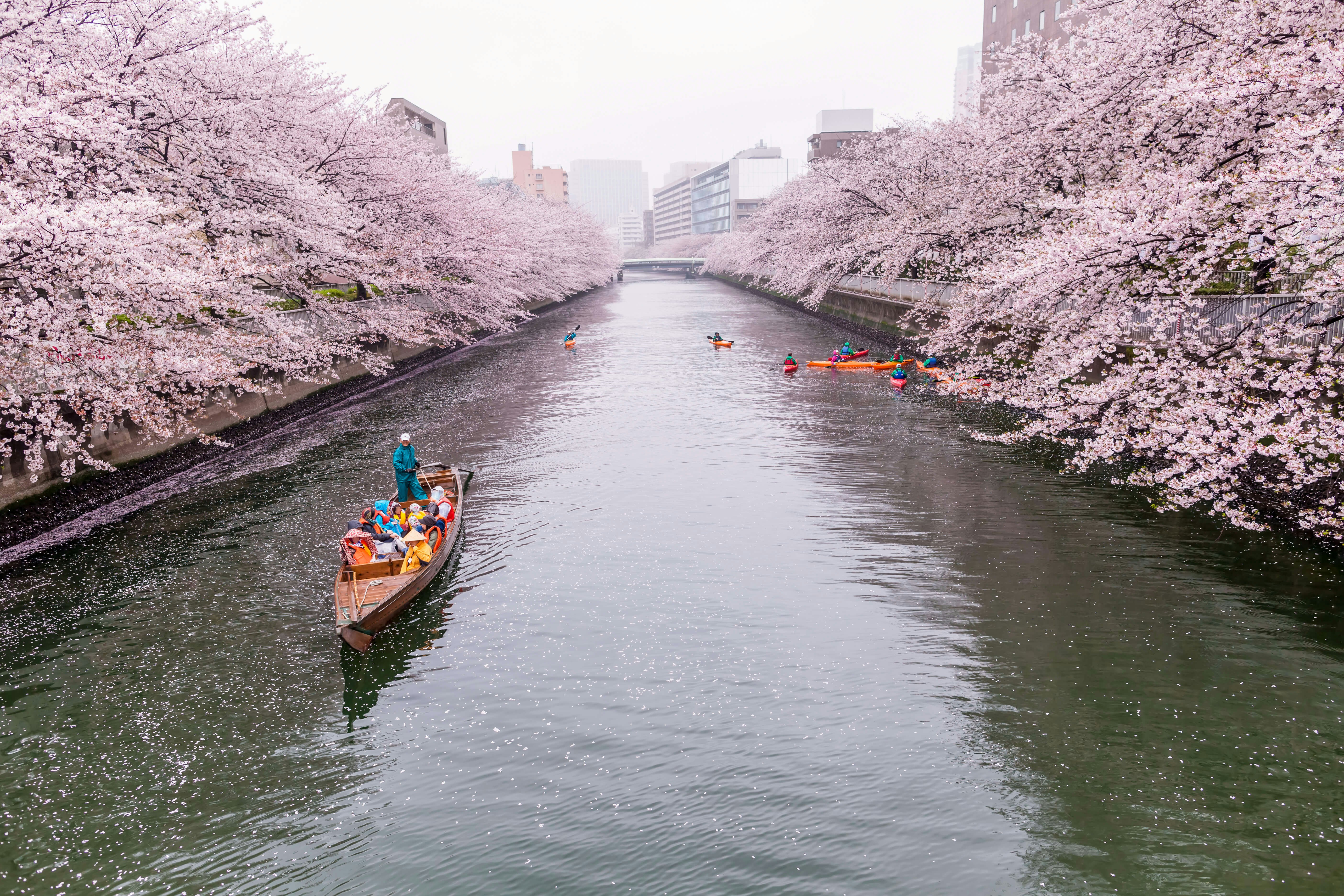 Tourists on a rainy day in spring on a boat rowing along on the Sumida River with cherry blossoms in full bloom on both sides of the river bank