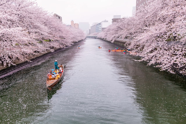 Tourists on a rainy day in spring on a boat rowing along on the Sumida River with cherry blossoms in full bloom on both sides of the river bank