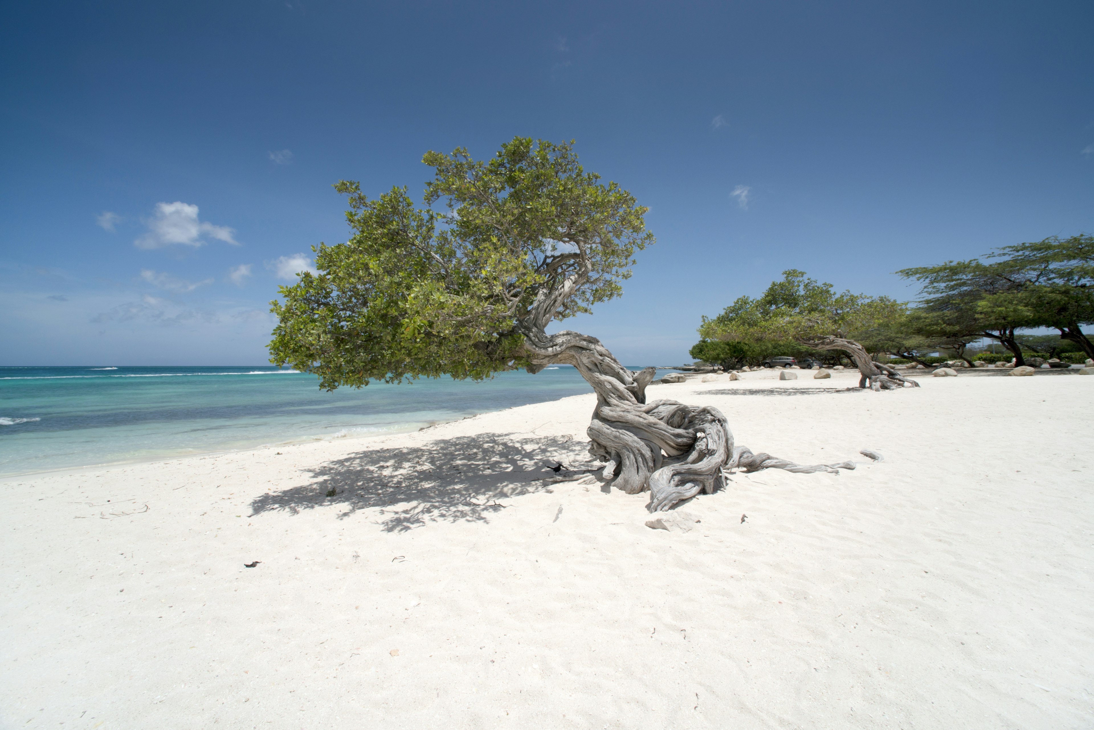 A line of weathered, gnarled Fofoti trees on a large white-sand beach