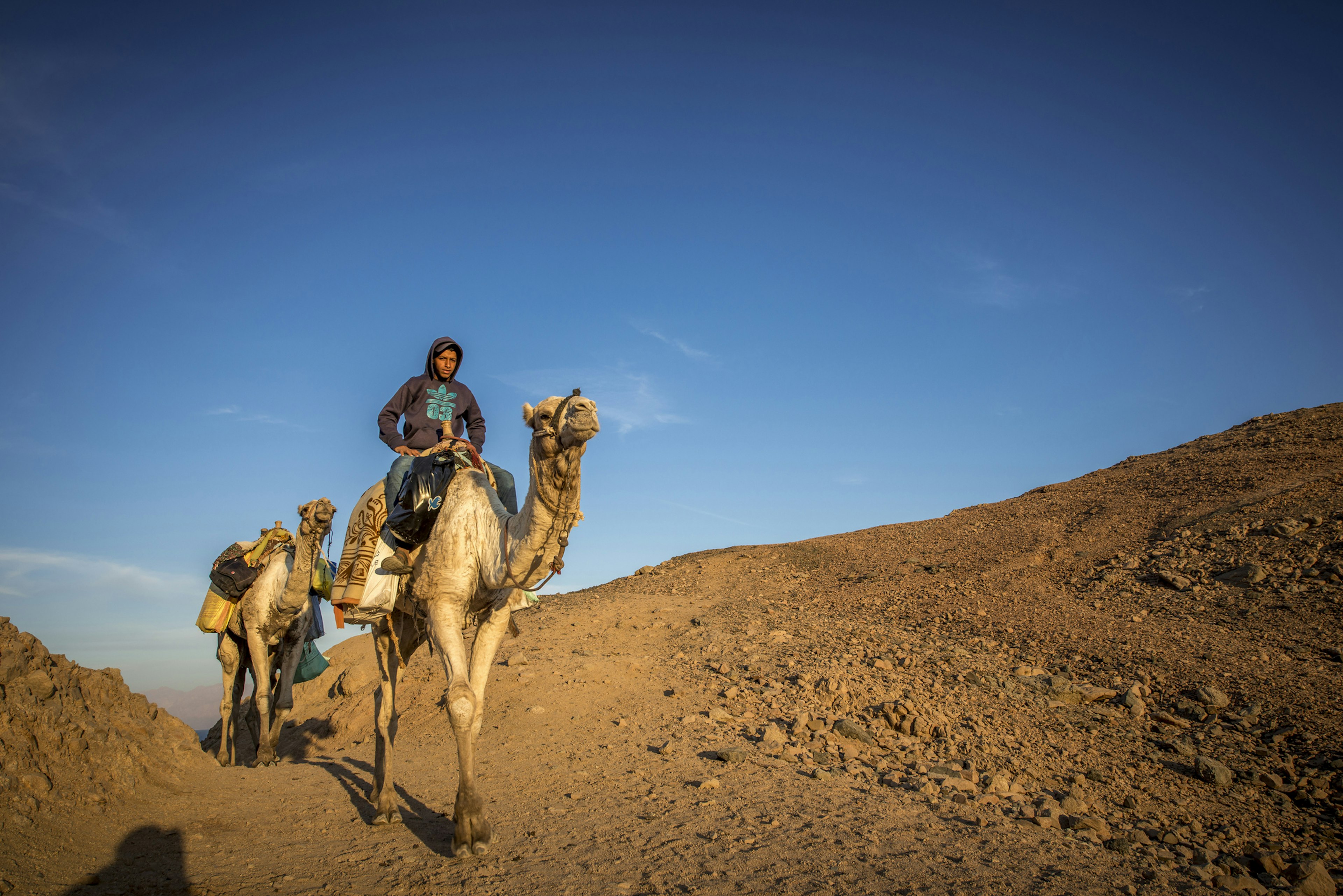 Egyptian man rides a camel over a hill in evening sunlight in Ras Abu Gallum Protectorate in Egypt