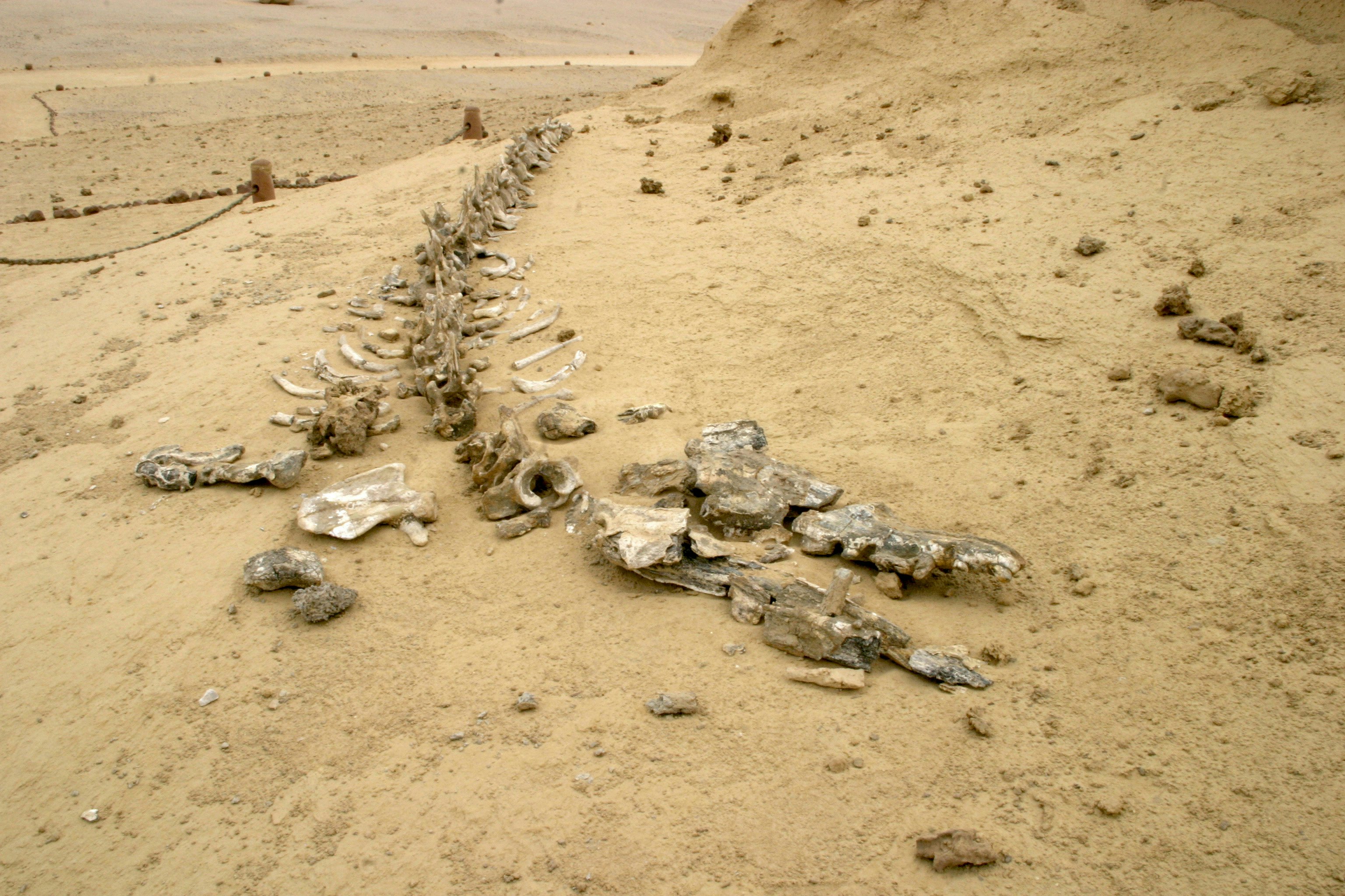 Fossil bones of an ancient marine animal at Wadi Al Hitan in Egypt.