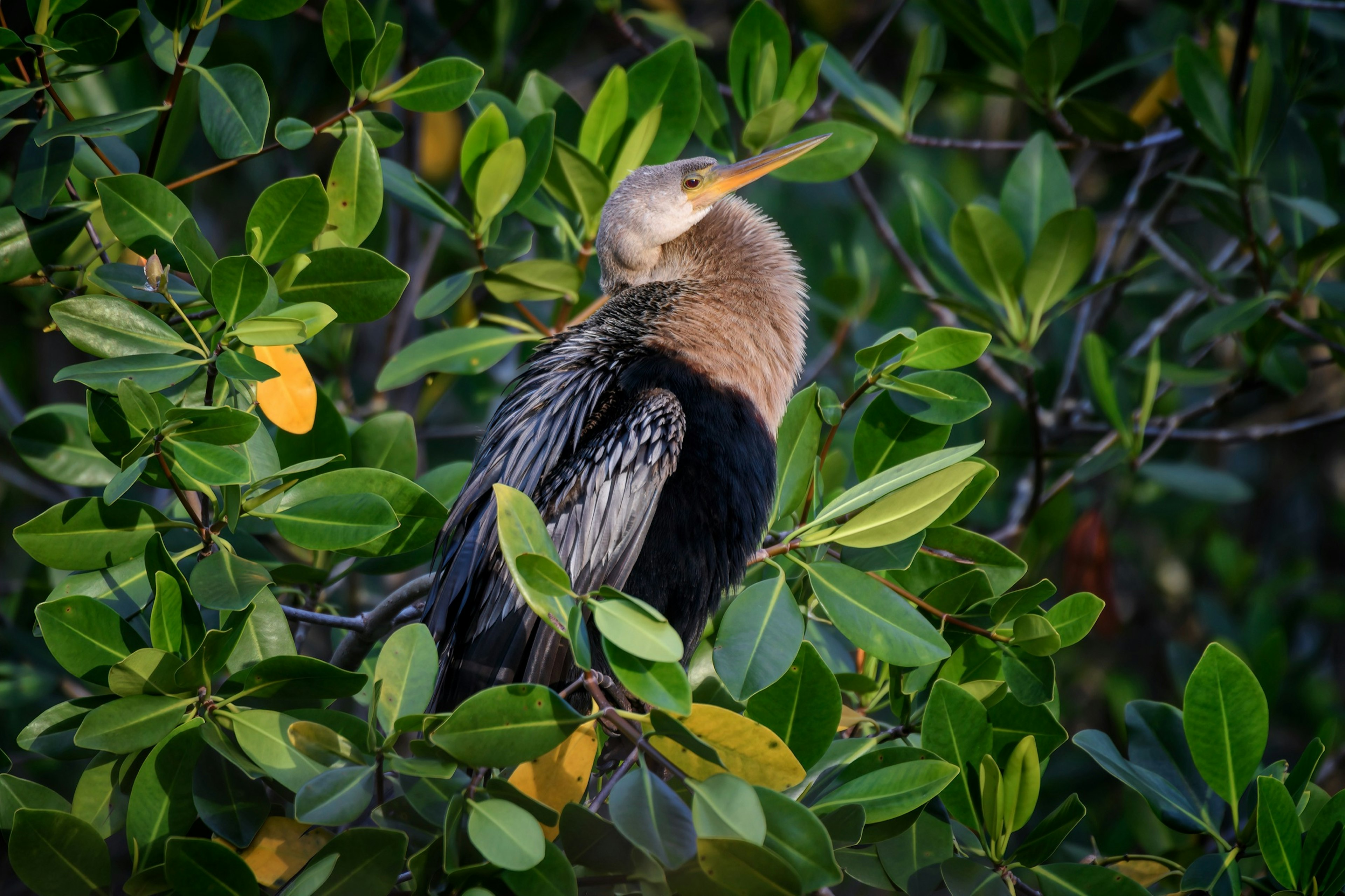 Anhinga perched in a mangrove at sunrise at 10,000 Islands National Wildlife Refuge