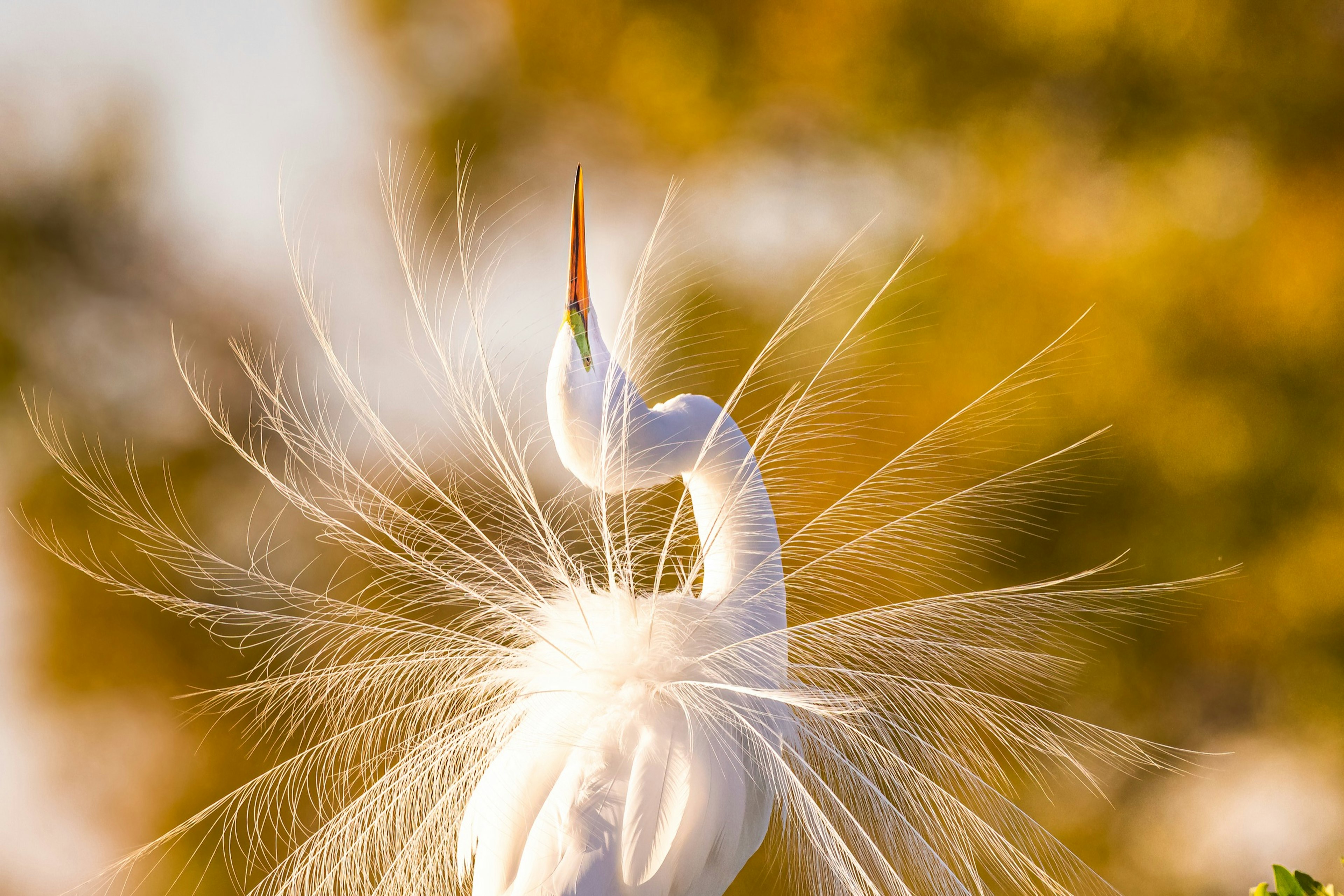 Great Egret Displaying Breeding Plumage in Golden Light