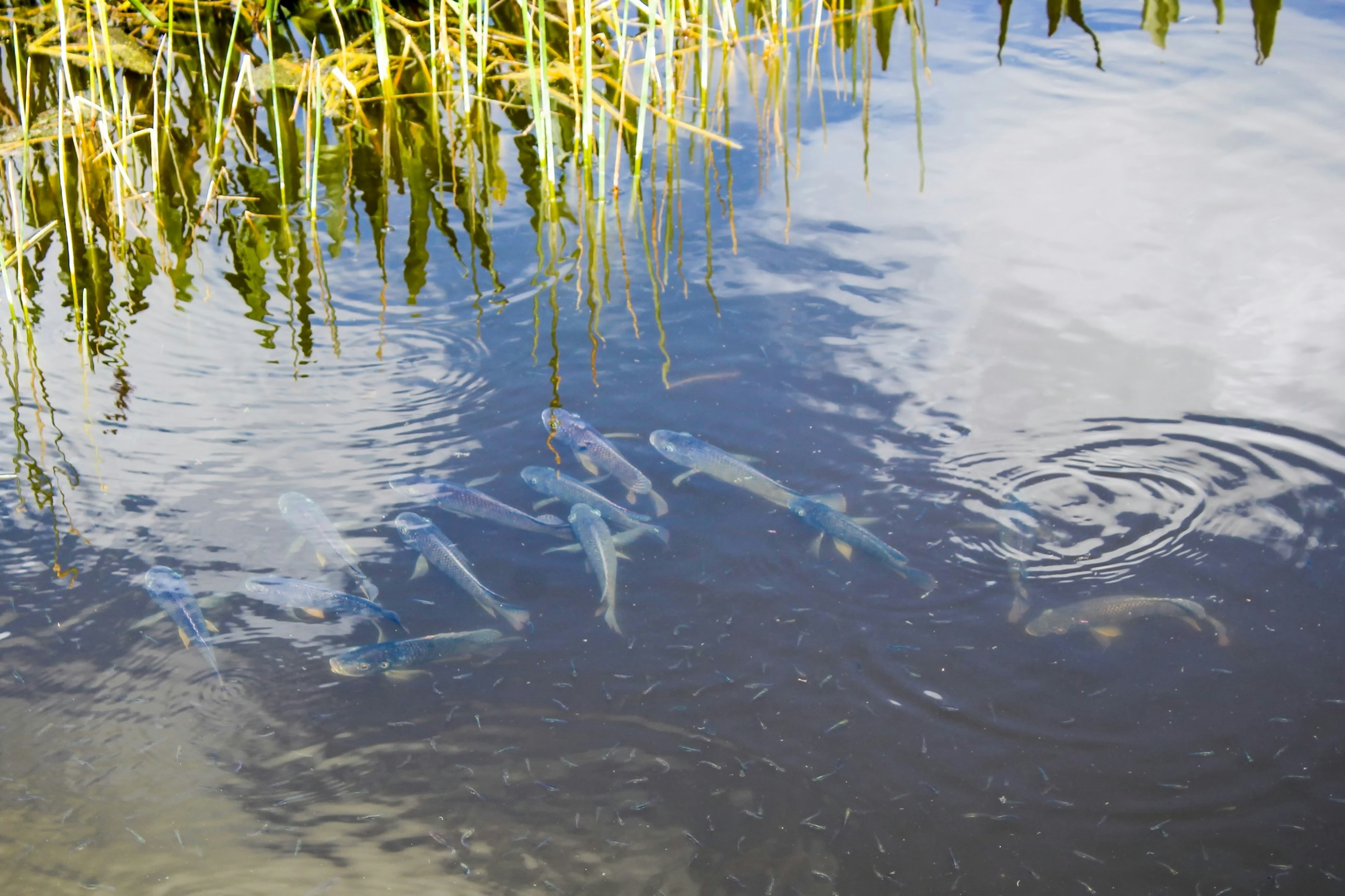 School of fish in the swamps.