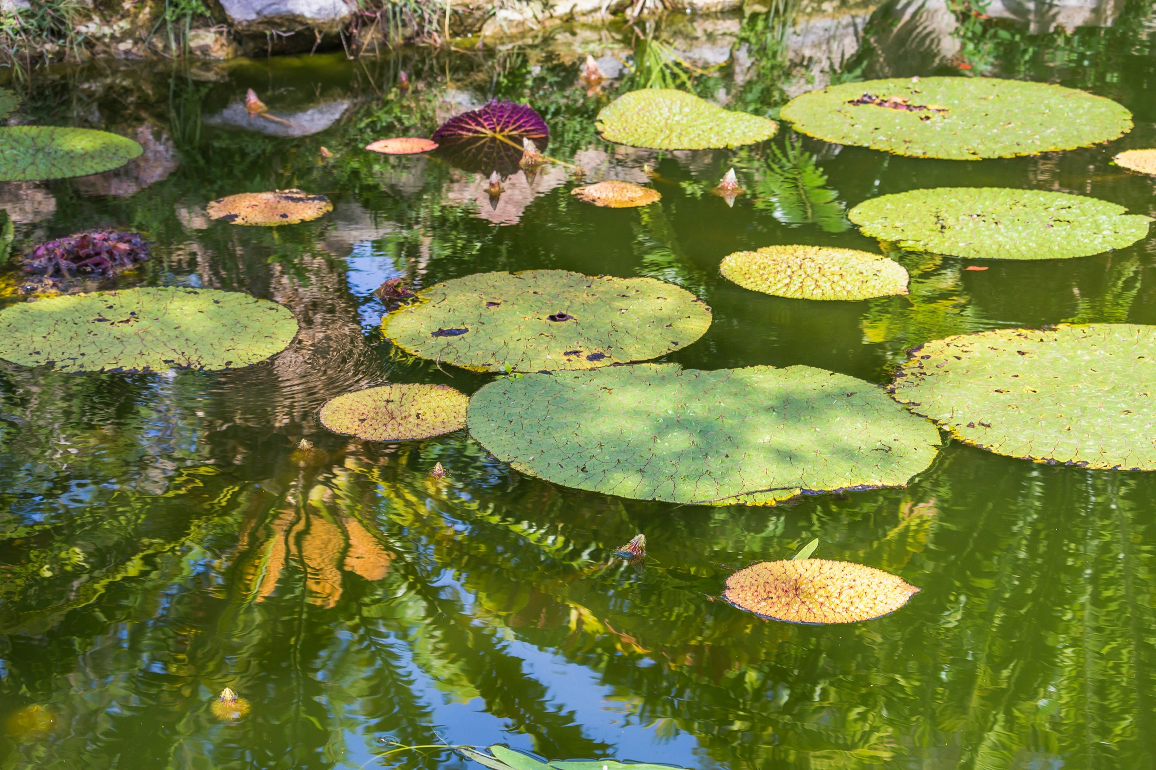 Lily Pads