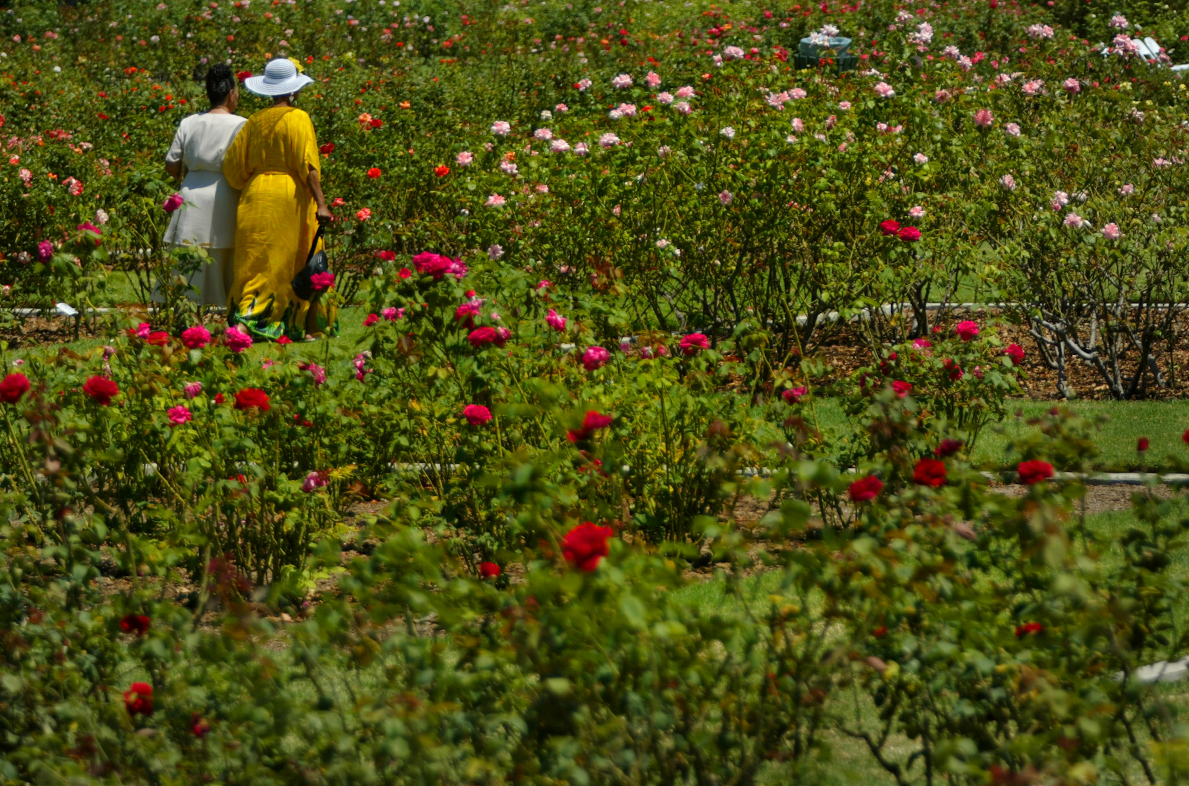 Two women make their way through the Rose Garden to attend an outside wedding at the Rose Garden in