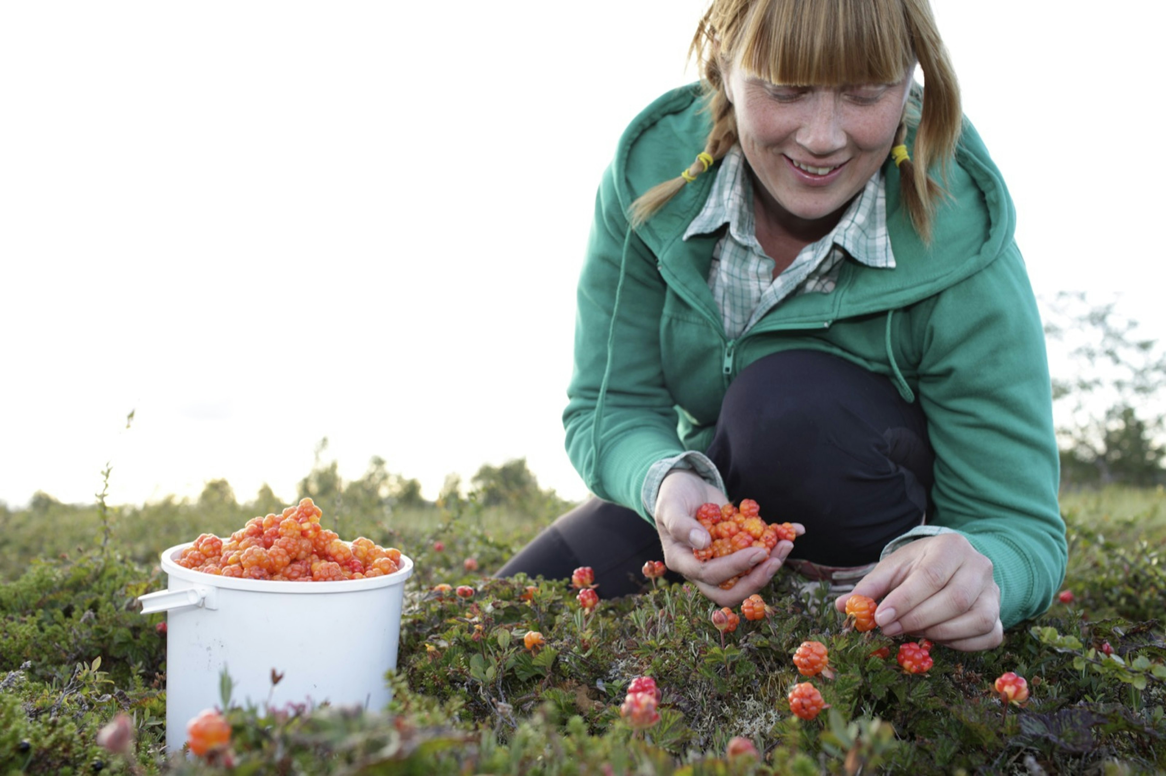 Woman picking cloudberries in Finland, where foraging is popular