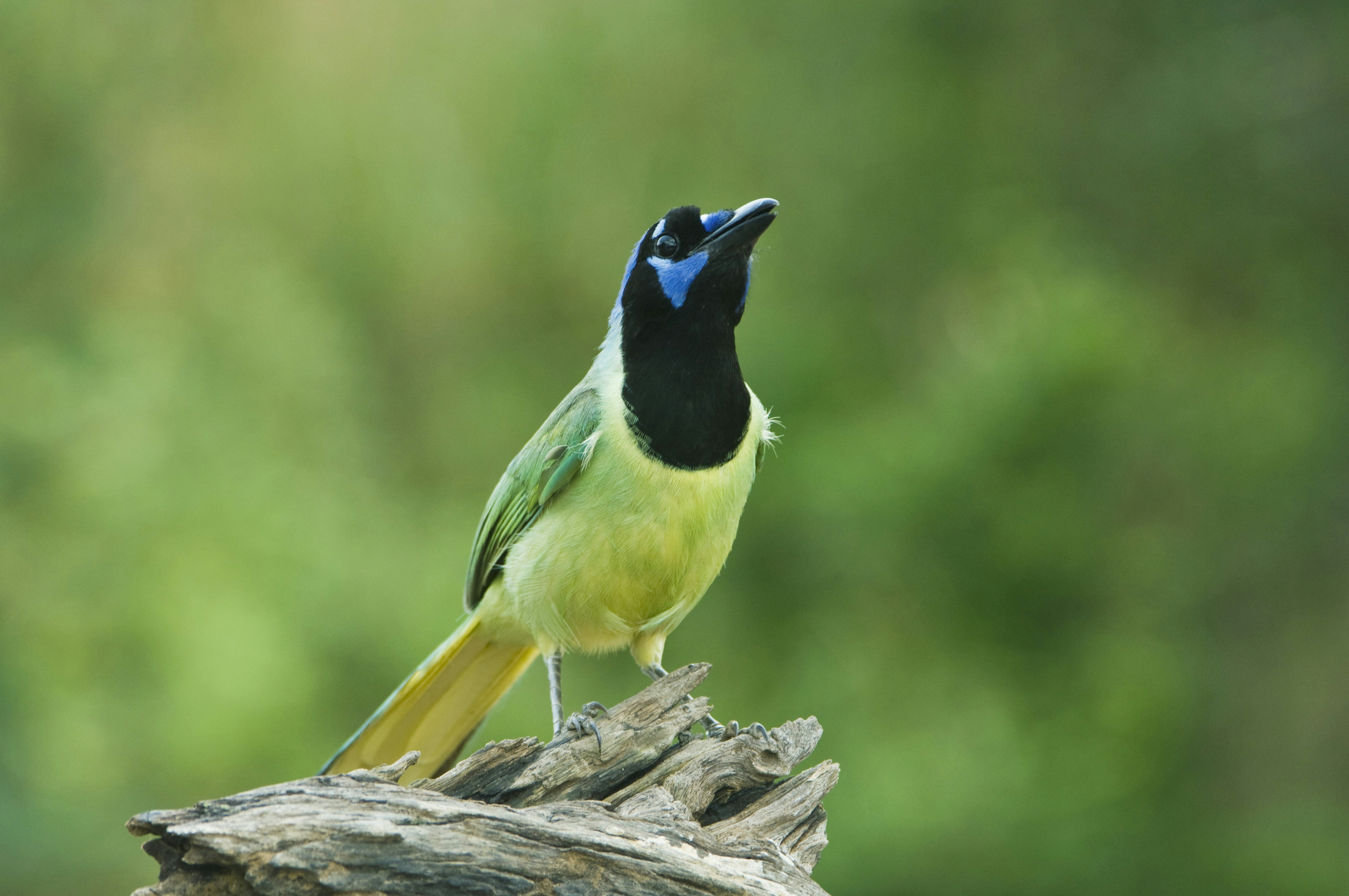 Green Jay, Santa Clara Ranch, Rio Grande Valley, Texas, USA