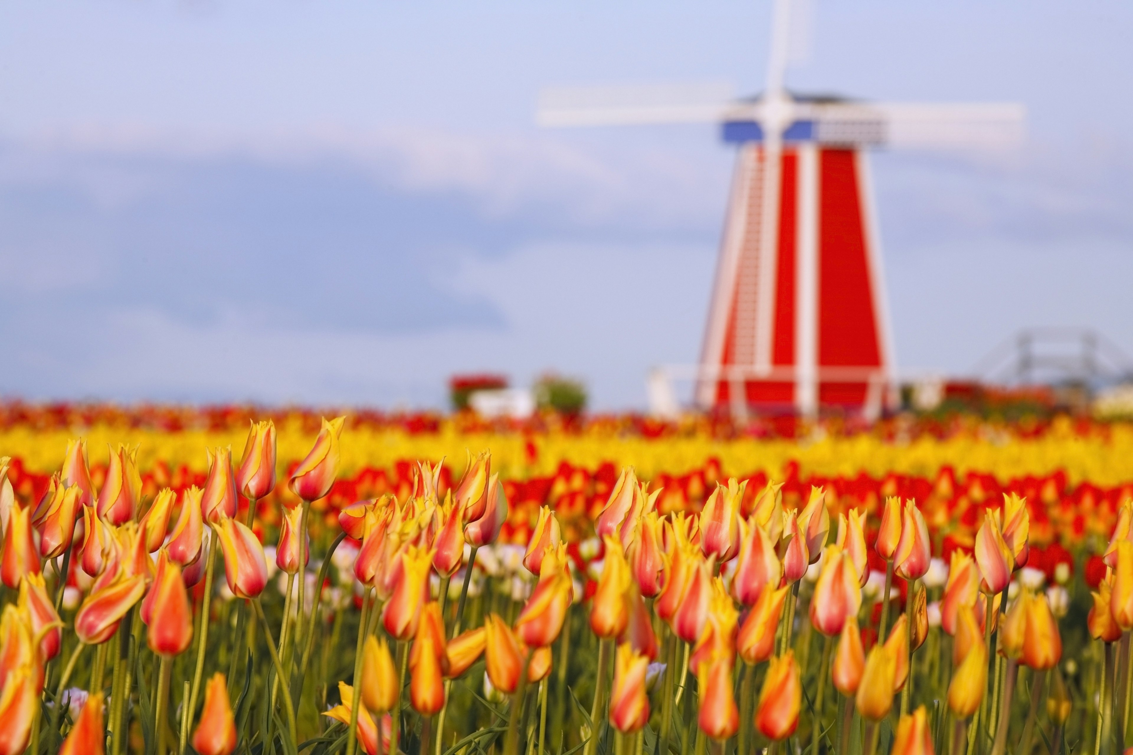 colorful tulips of Wooden Shoe Tulip Farm in Woodburn, Oregon