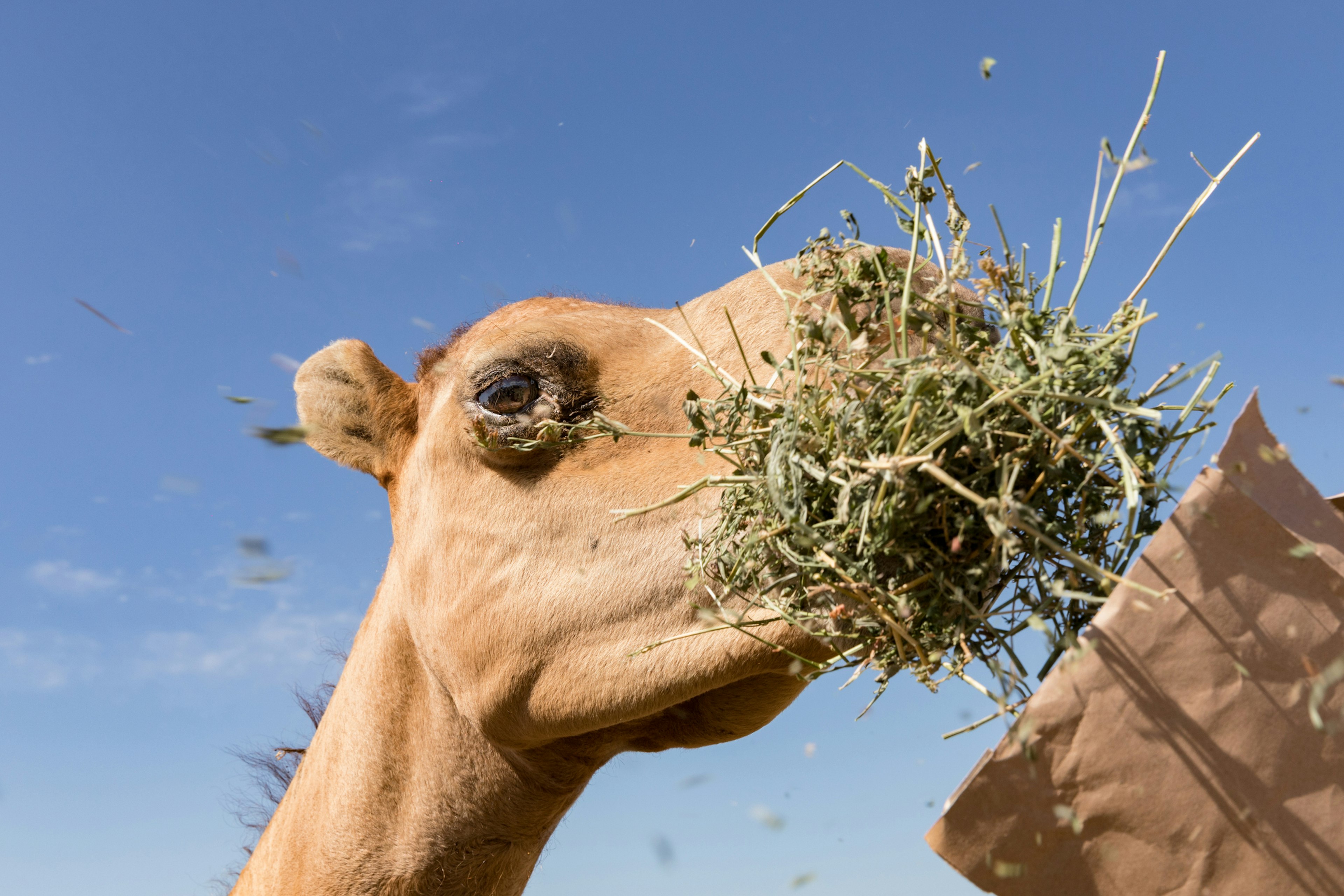 Close-up upwards shot of a camel eating some grass with blue sky above