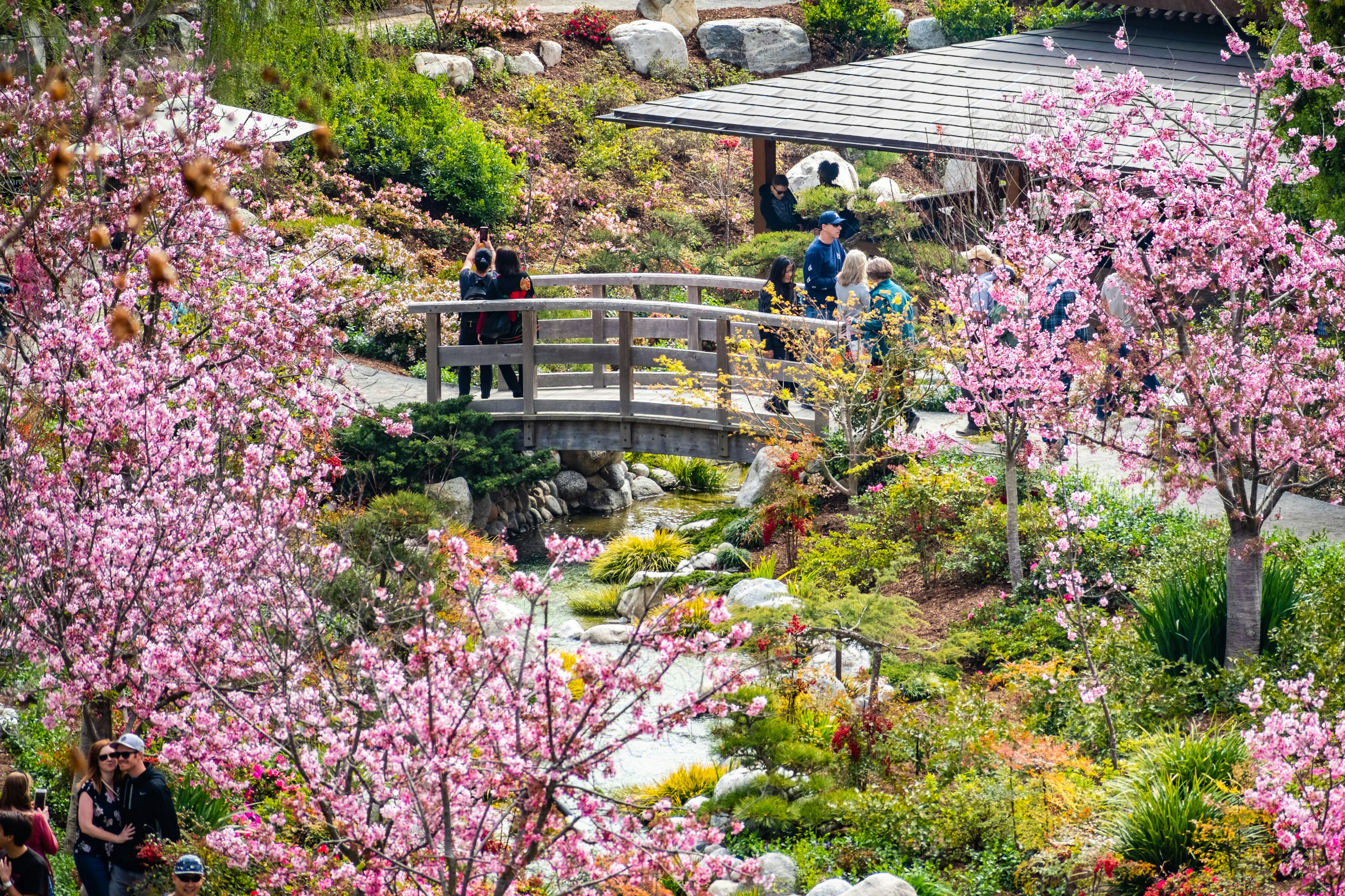 Japanese Friendship Garden during the Cherry Blossom Festival in Balboa Park, San Diego, California