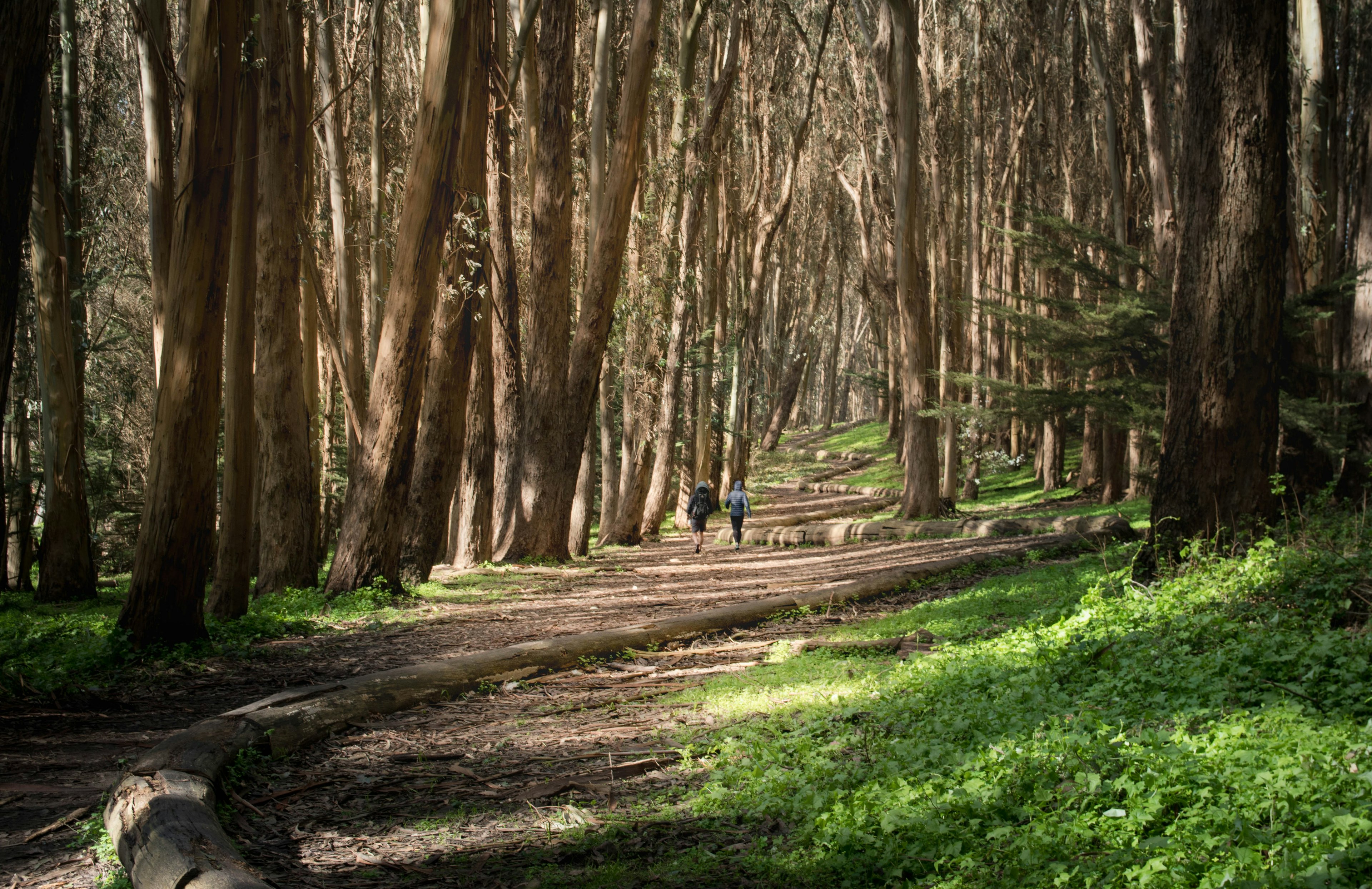 Landscape San Francisco Presidio Adventure