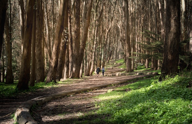 Two people walk by Andy Goldsworthy’s “Woodline” installation in a wooded area of the Presidio, San Francisco, California, USA