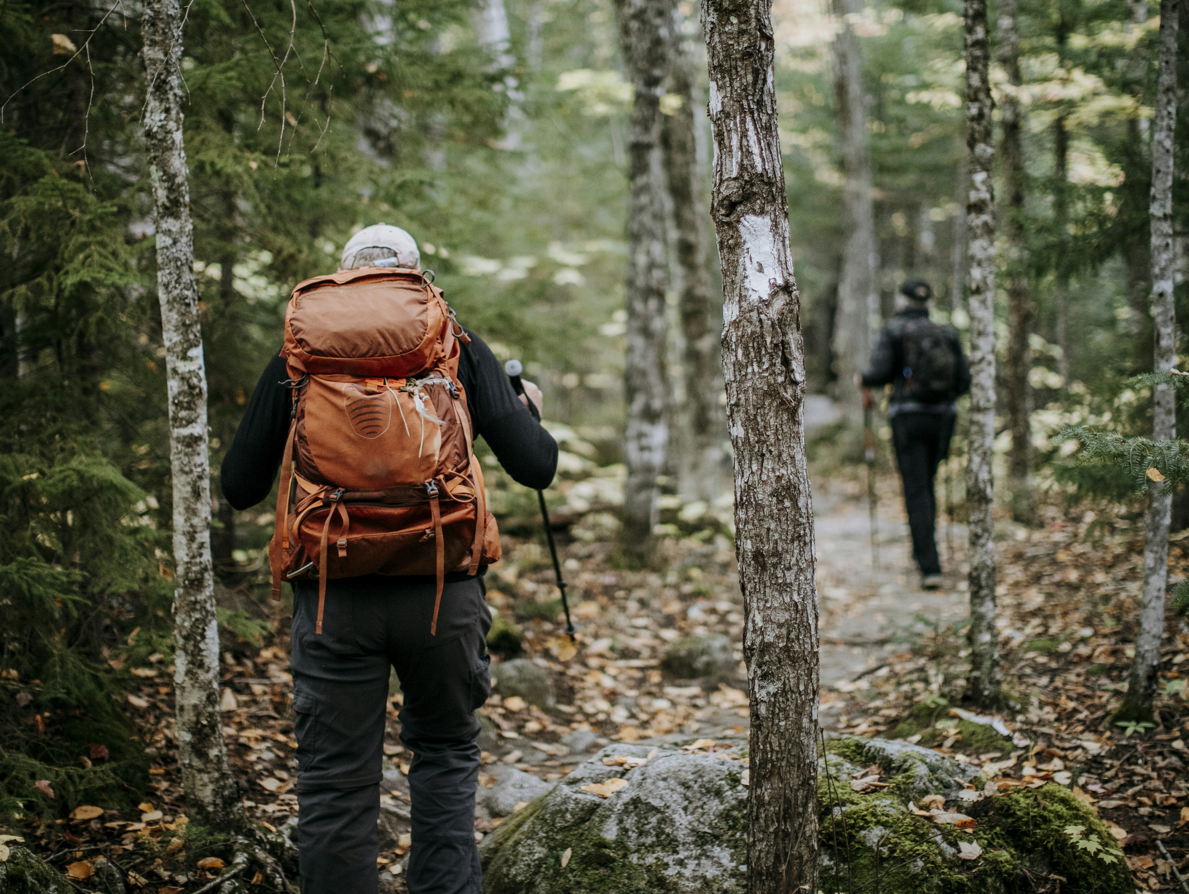 A hiker wearing an orange backpack walks past a white blaze painted tree on the Appalachian Trail in Maine