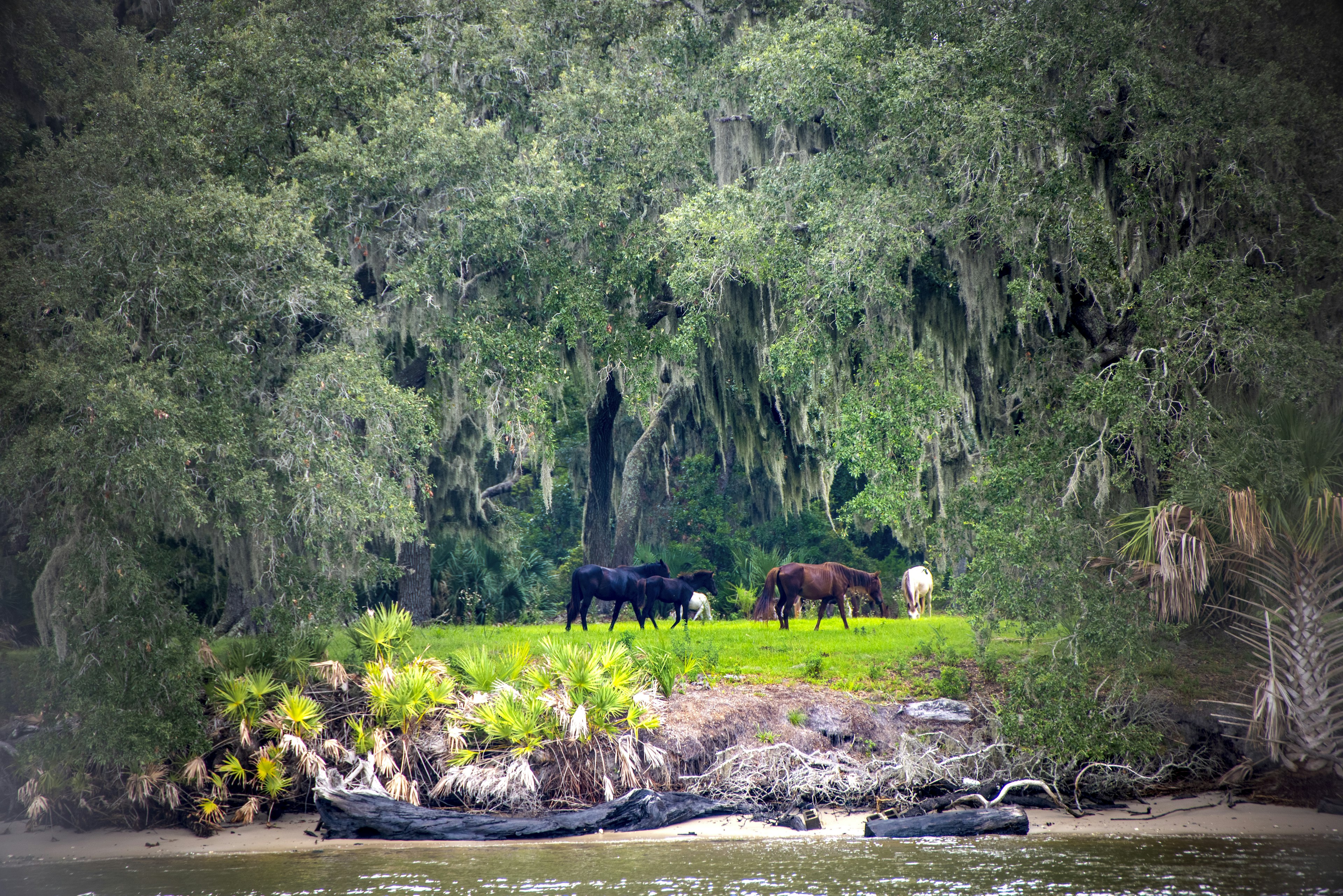 Grazing horses at Cumberland Island Georgia