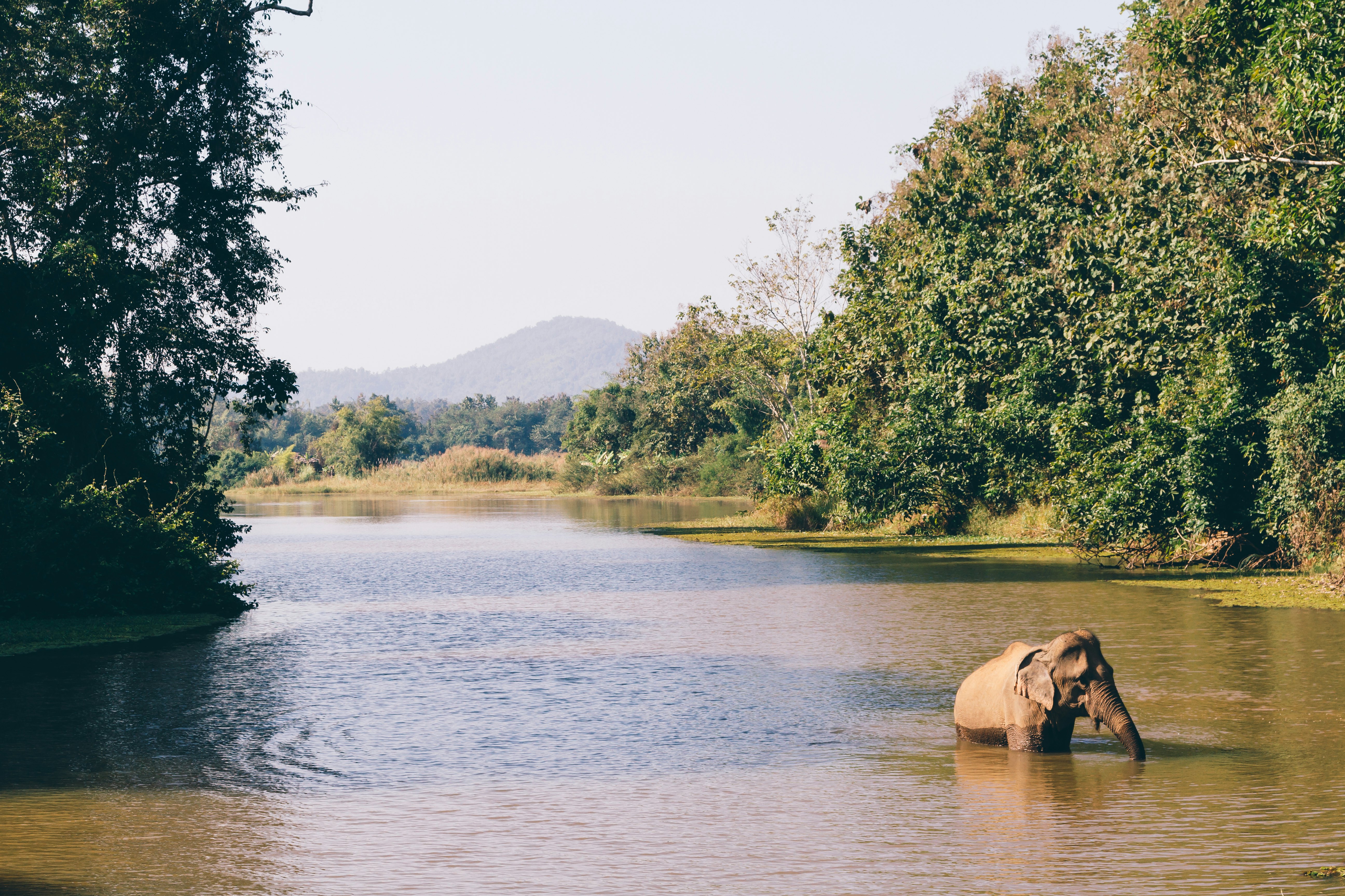 An Asian elephant takes a bath in the lake in Sainyabuli, Laos